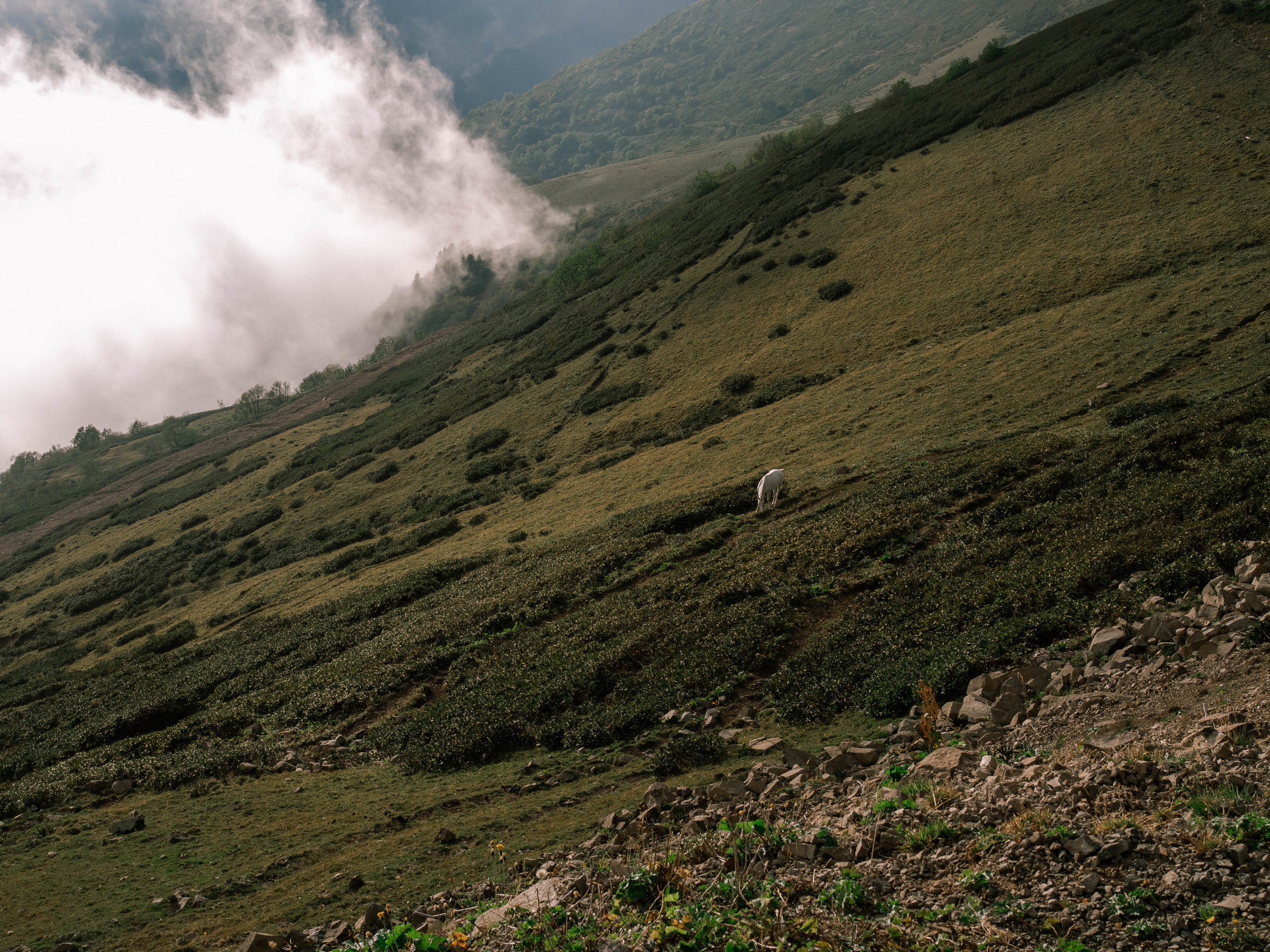 Ll. @dariazphoto свадебный фотограф