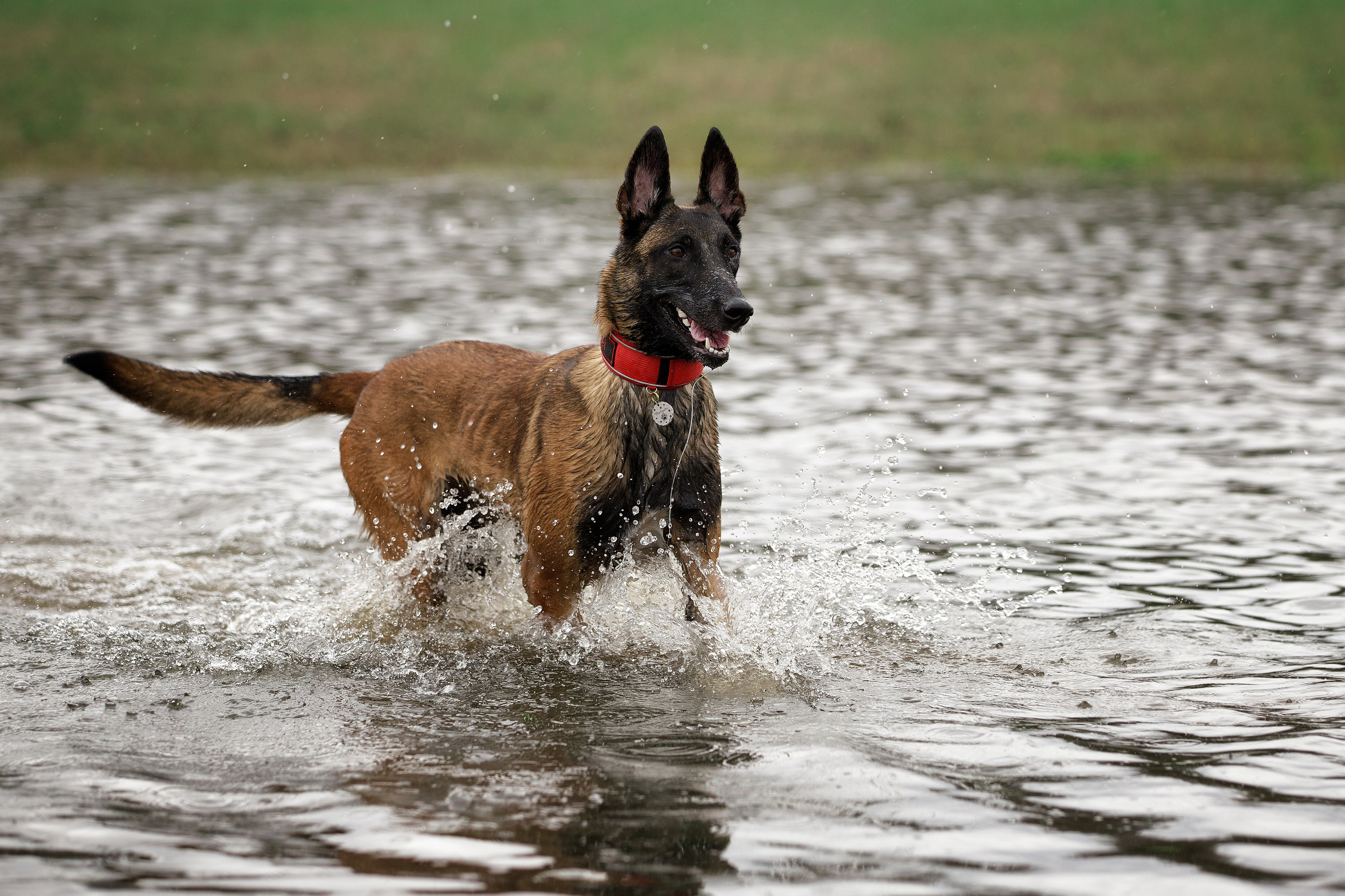 Рапира, Гудди и Вельвет. Фотограф-анималист в Калуге Мария Шерскова