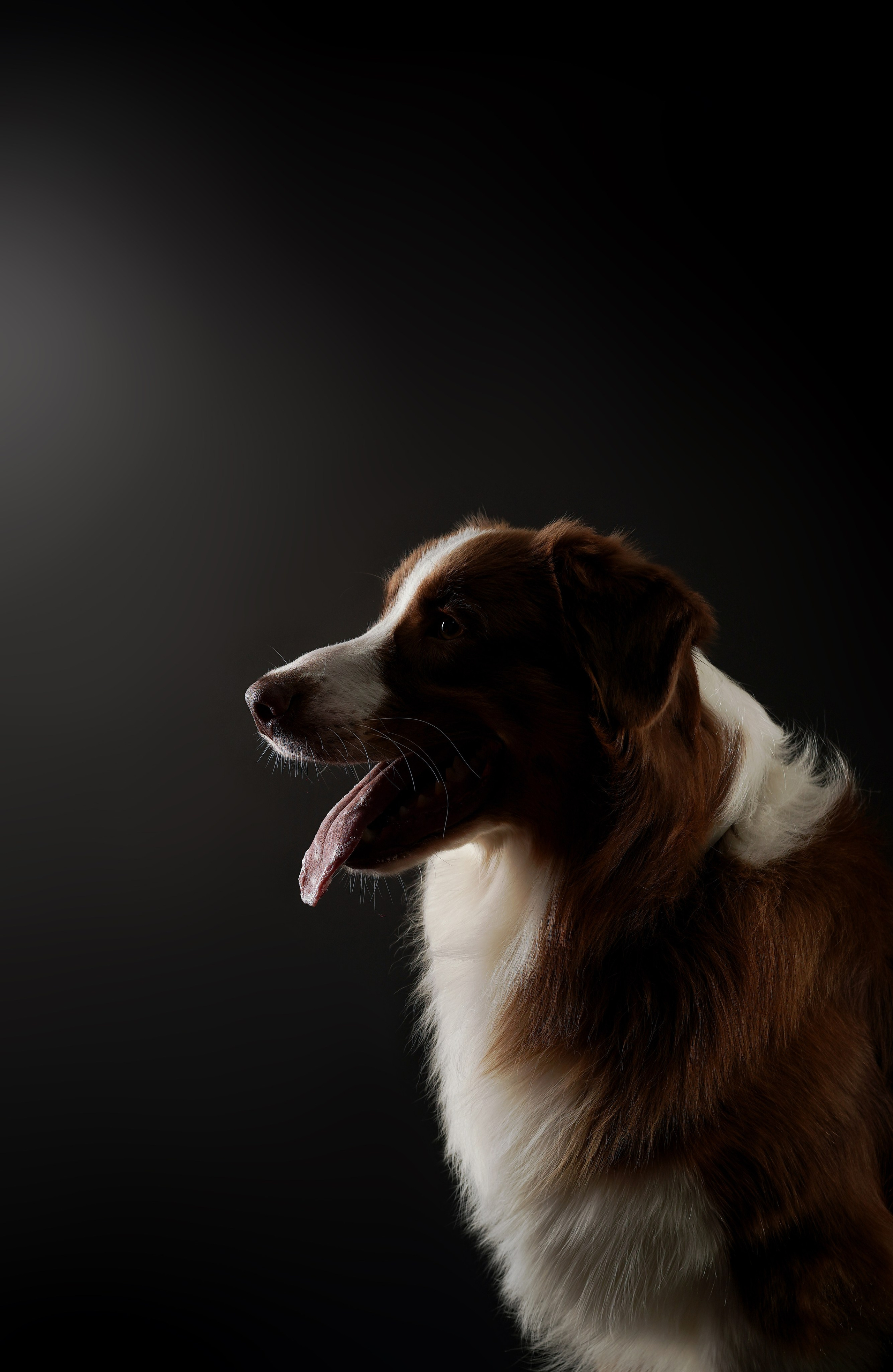 Фотограф-анималист в Санкт-Петербурге Яна Мартынова