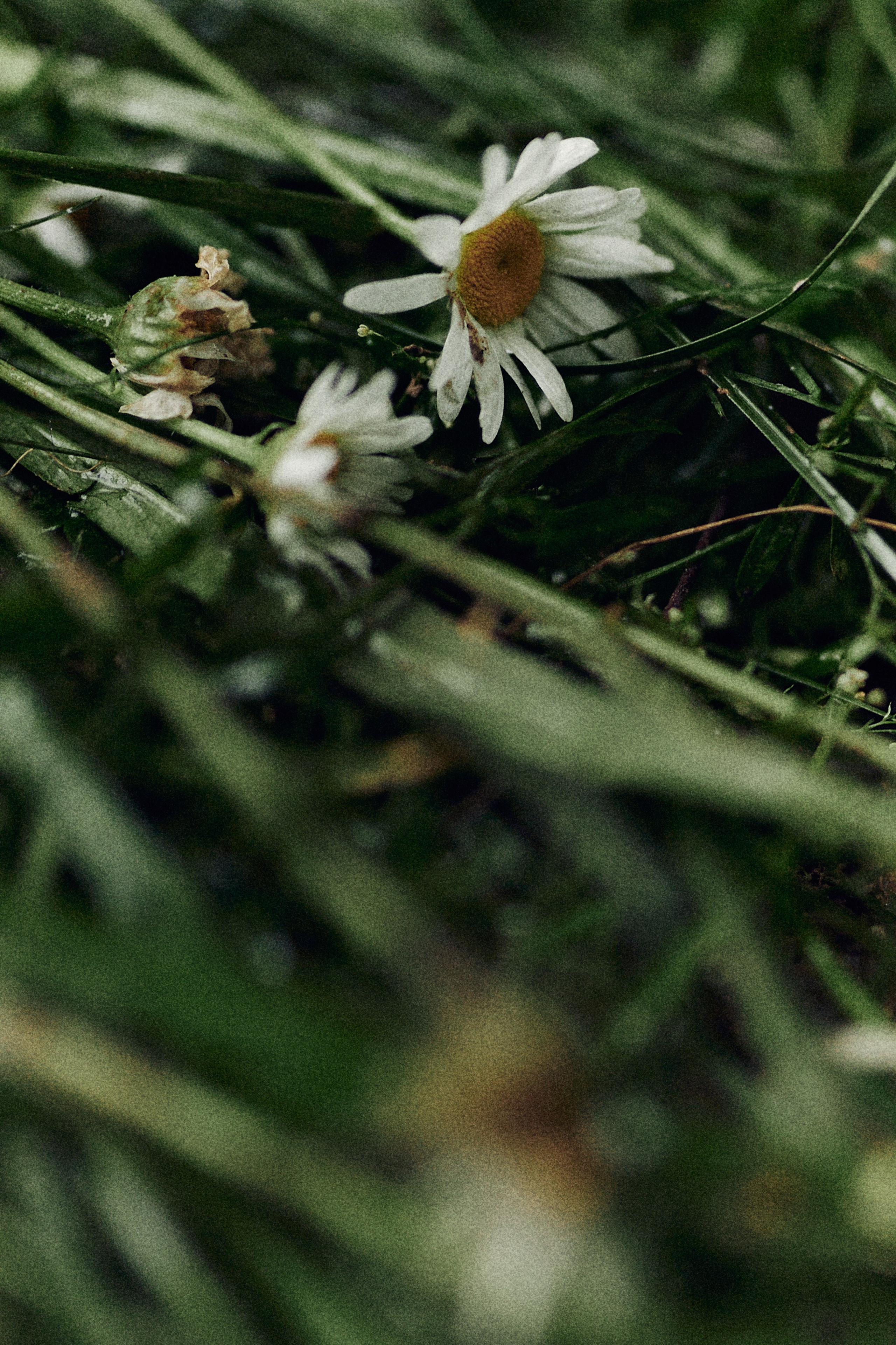 Виолетта и Александр. Свадебный и семейный фотограф в Иваново и Москве Мильков Вадим