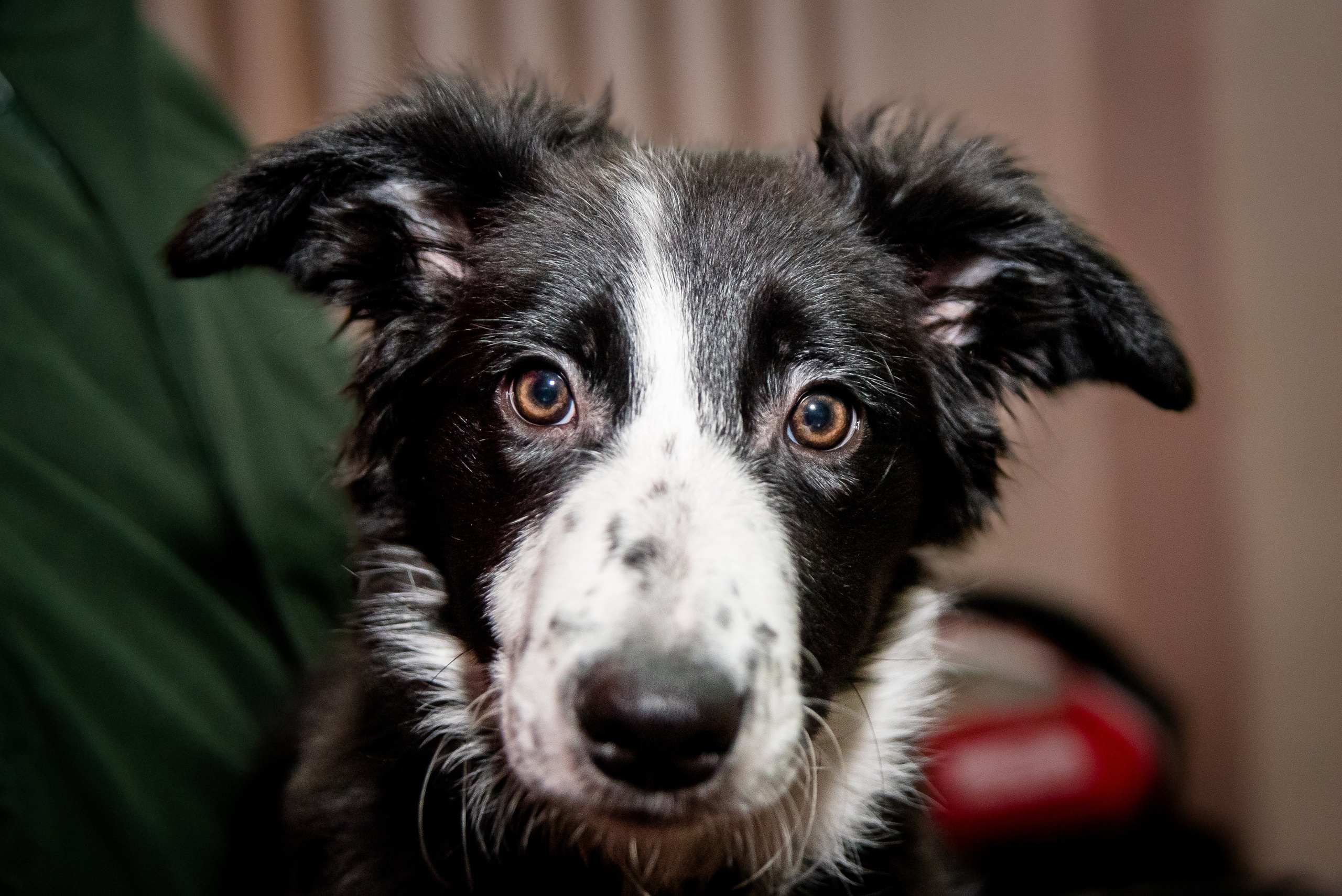 Фотосессии в кинологическом лагере. Фотограф Макс Огурцов в Нижнем Новгороде