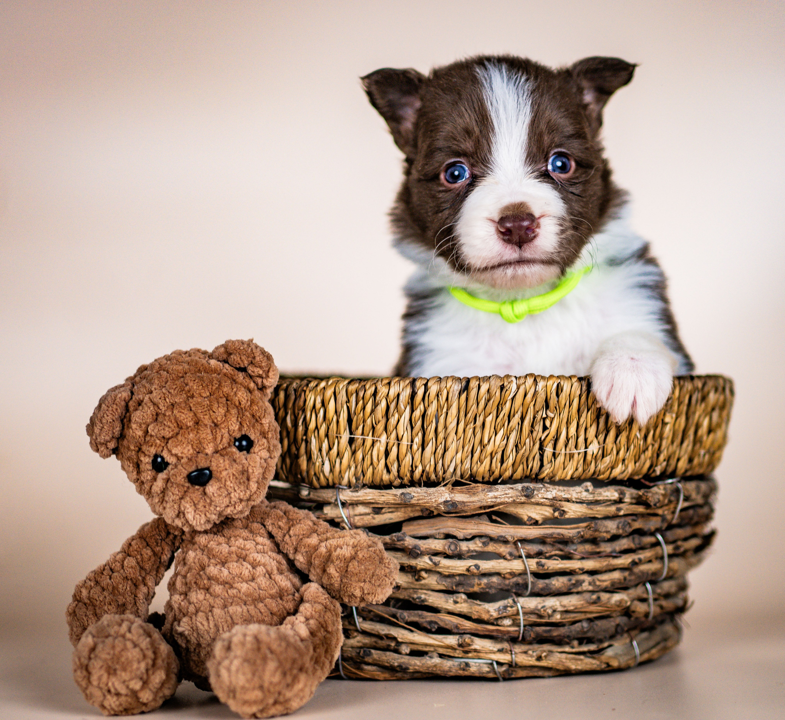 Фритсвит. Семейный фотограф Ефремова Виктория