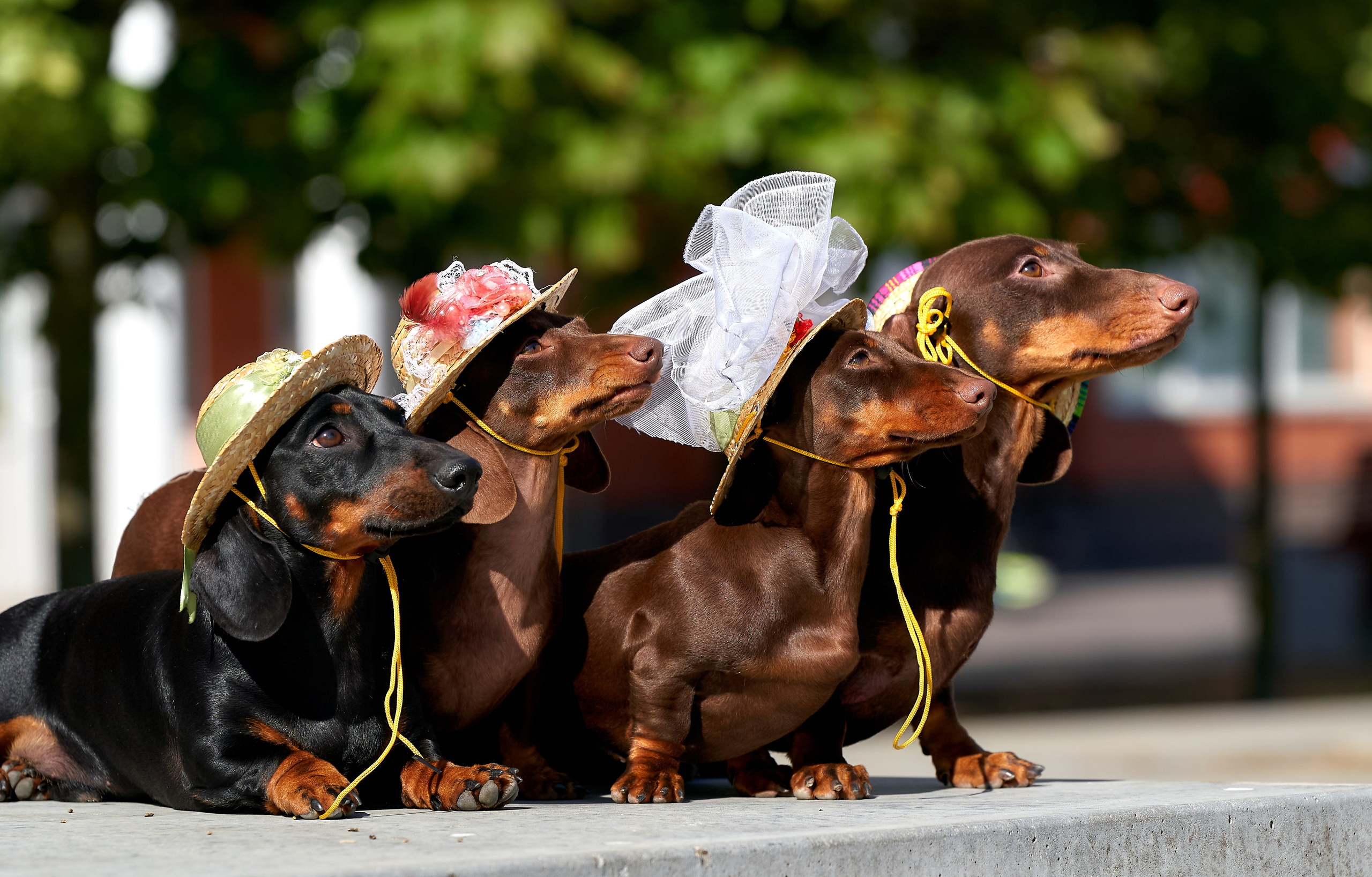 Съемка собак на прогулке в солнечный день