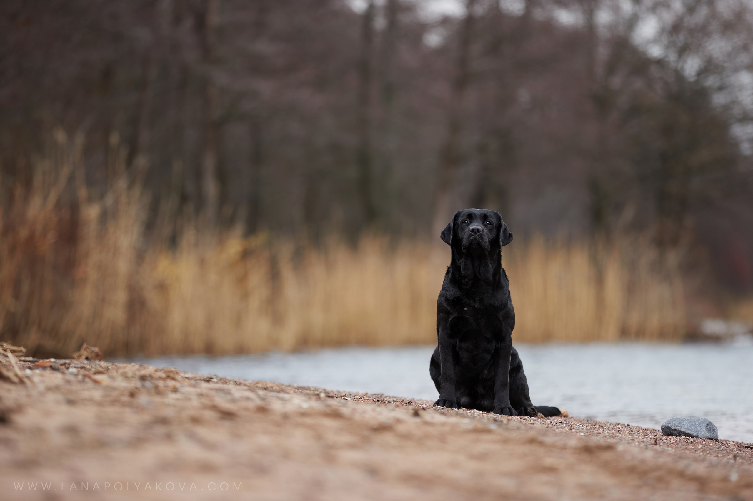 ВЫЕЗДНЫЕ ФОТОСЕССИИ СОБАК. ФОТОГРАФ-АНИМАЛИСТ l LANA POLYAKOVA
