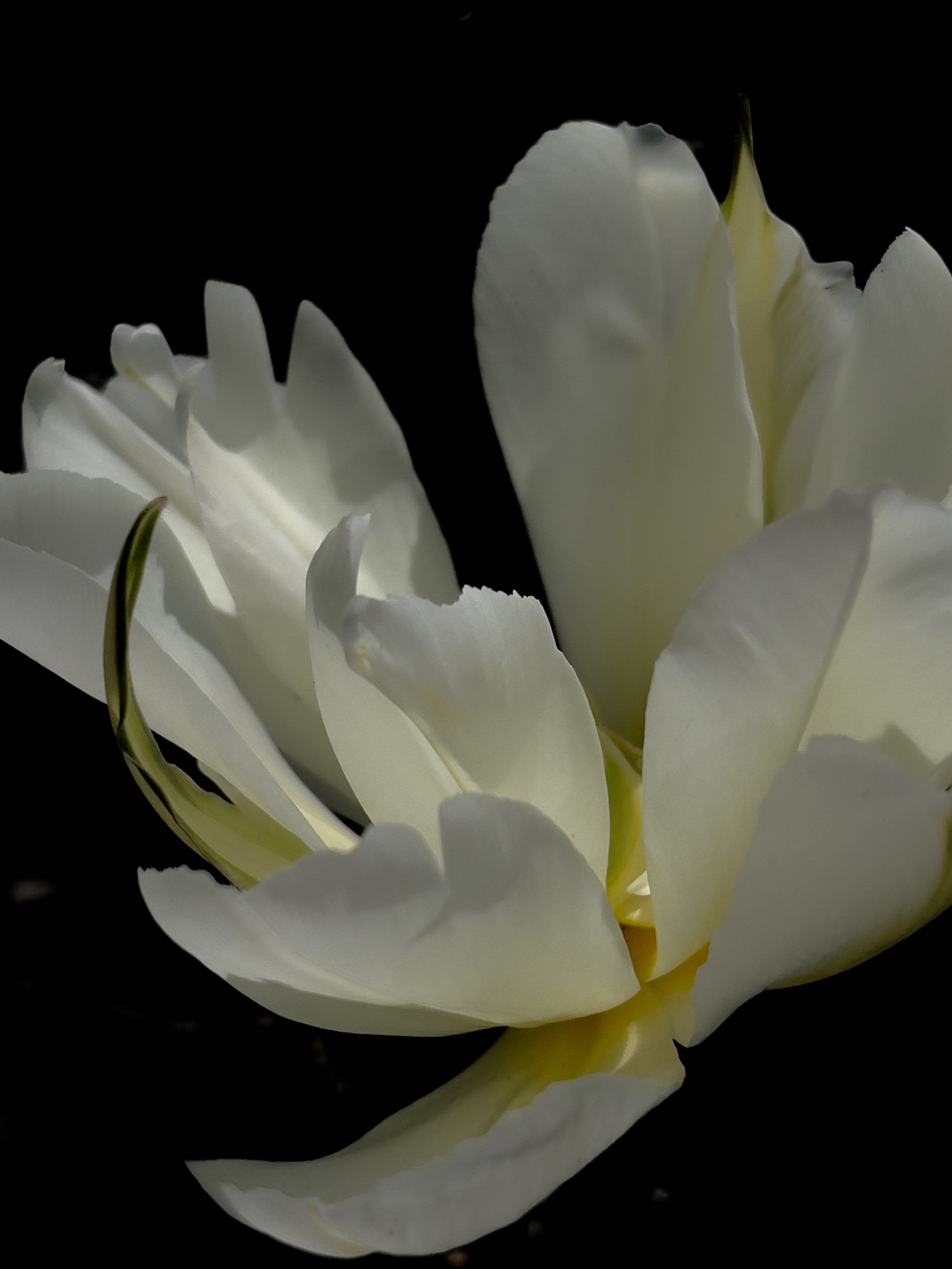 HEYDAY. Daria Blinova