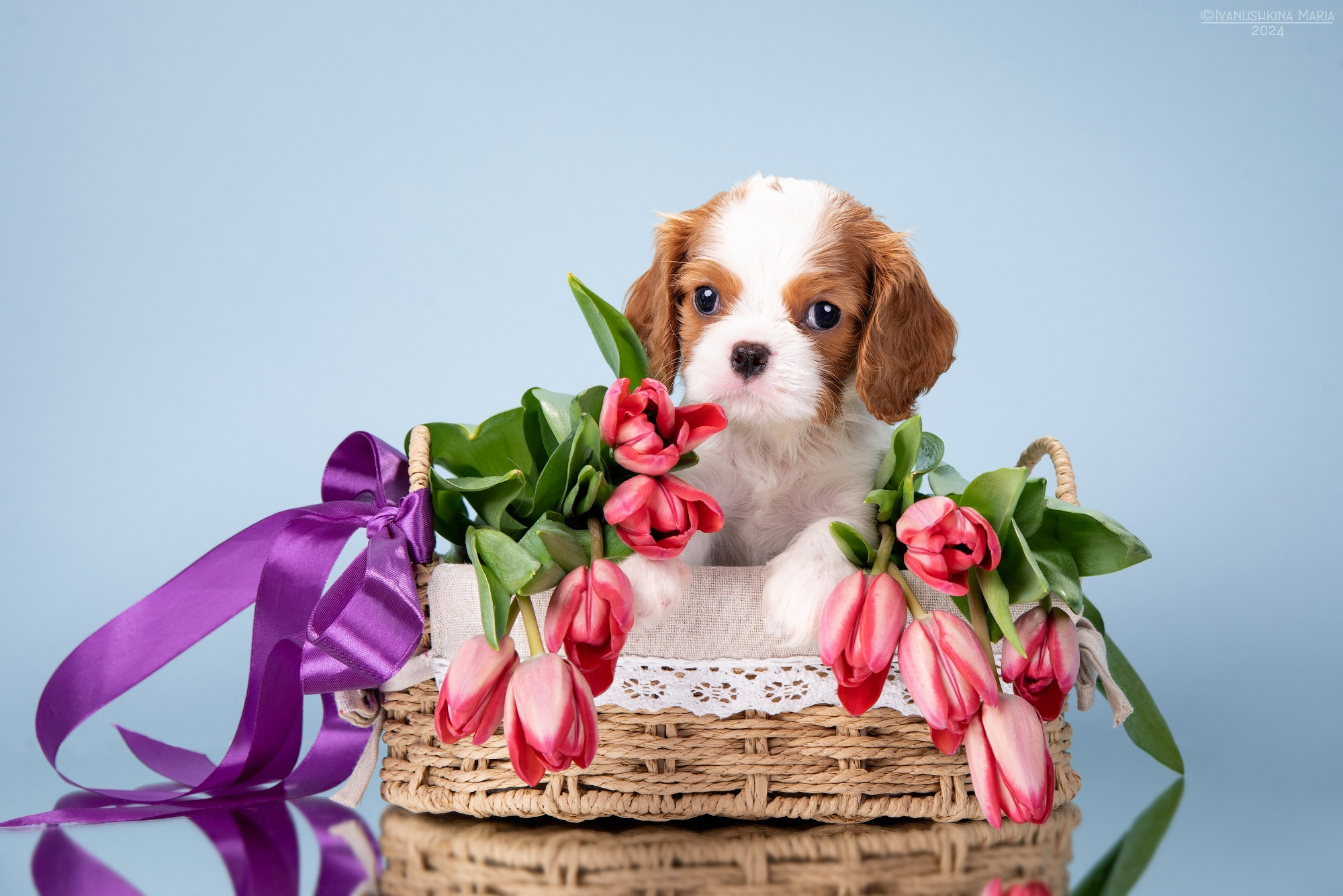 Фотосессия щенков на фонах. Фотограф собак в Москве и Московской области Иванушкина Мария