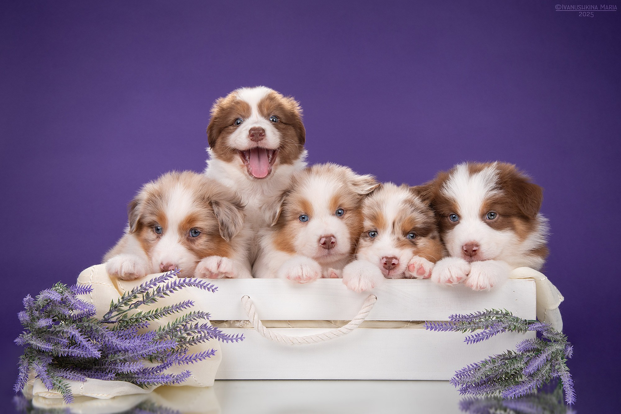 щенки аусси на продажу