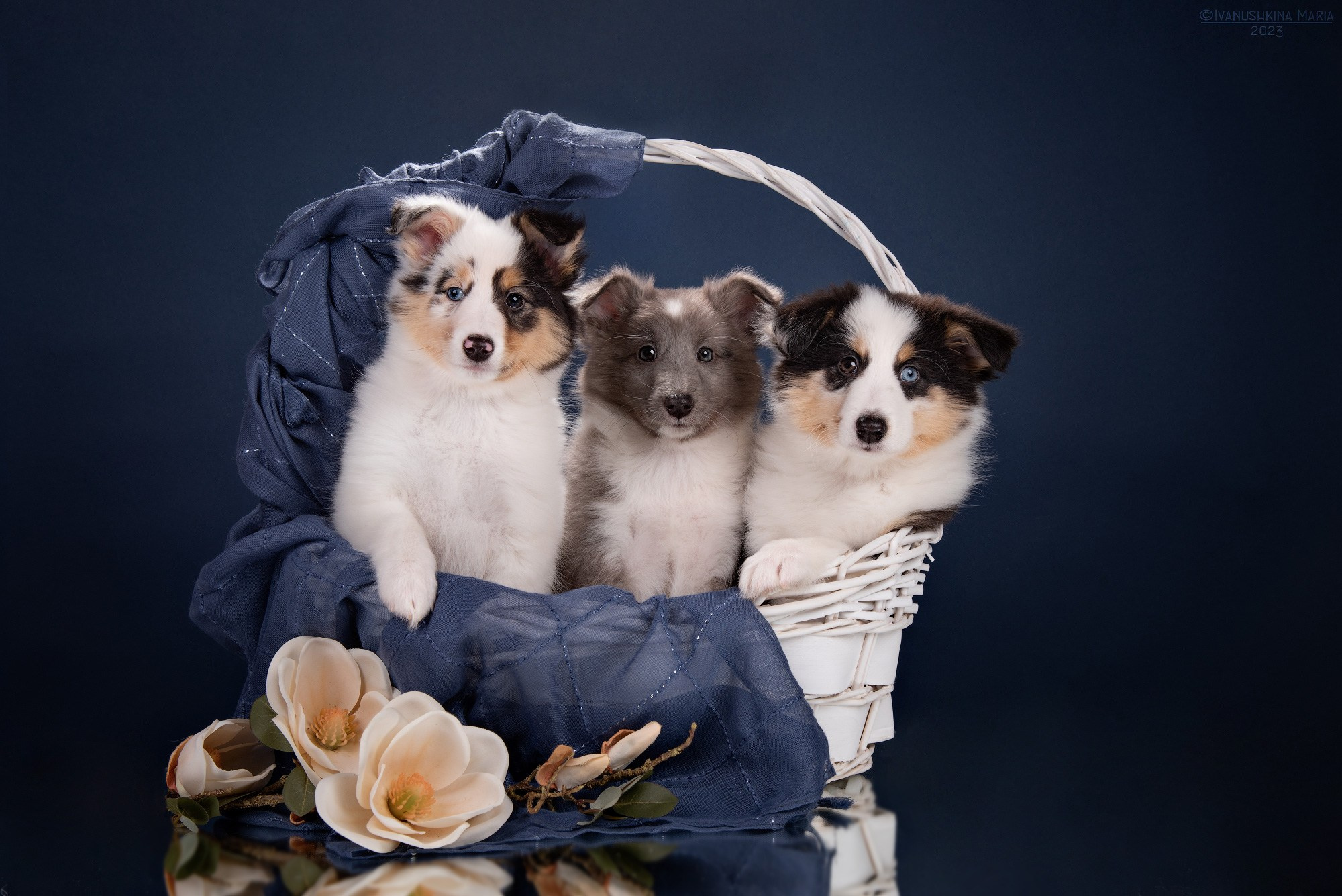 Фотосессия щенков на фонах. Фотограф собак в Москве и Московской области Иванушкина Мария