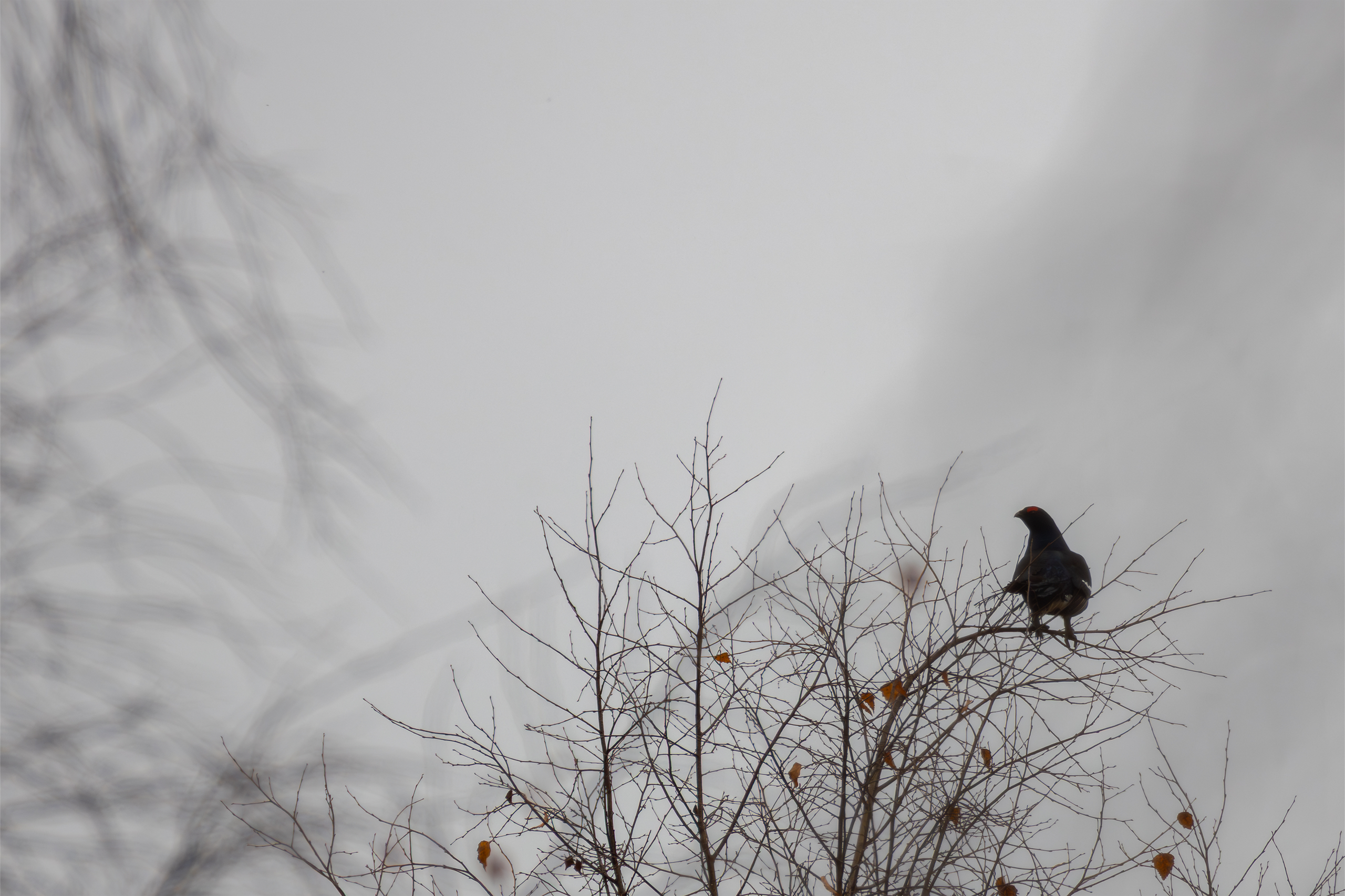 Фотограф дикой природы Роман Исаенков