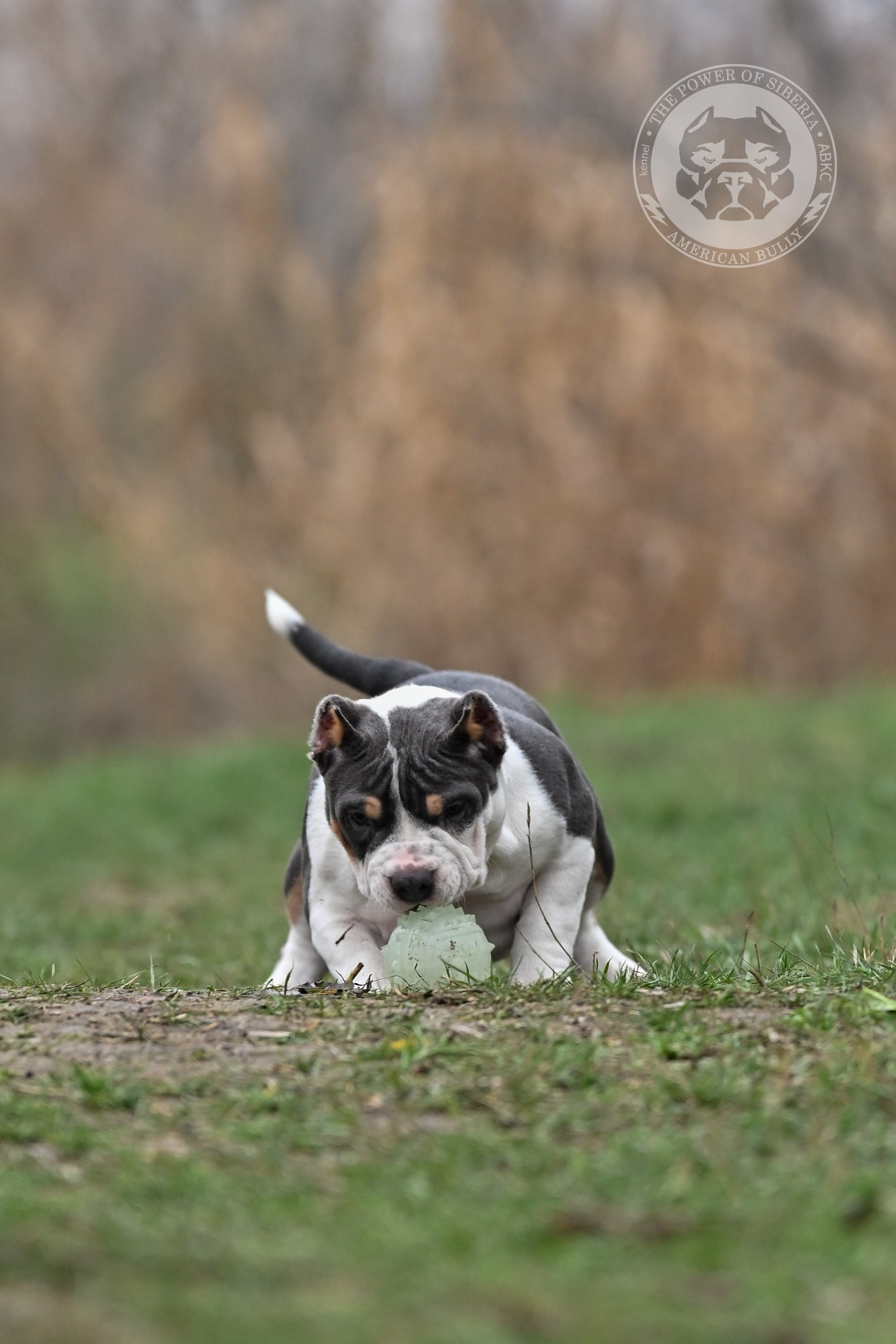 Все свободные щенки. Американский Булли в г. Ростов-на-Дону. Питомник THE POWER OF SIBERIA