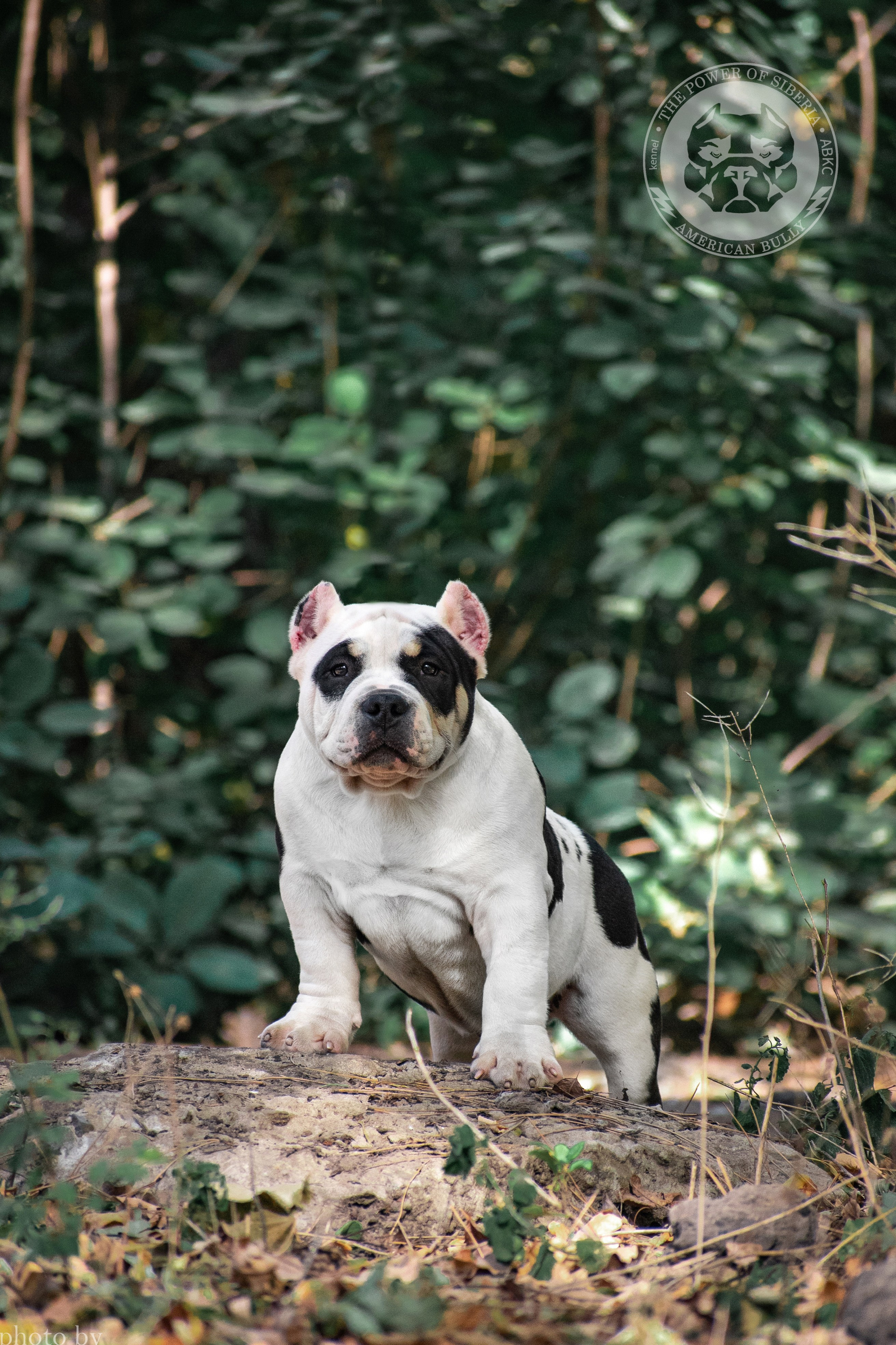 продажа щенков American Bully в ЛНР