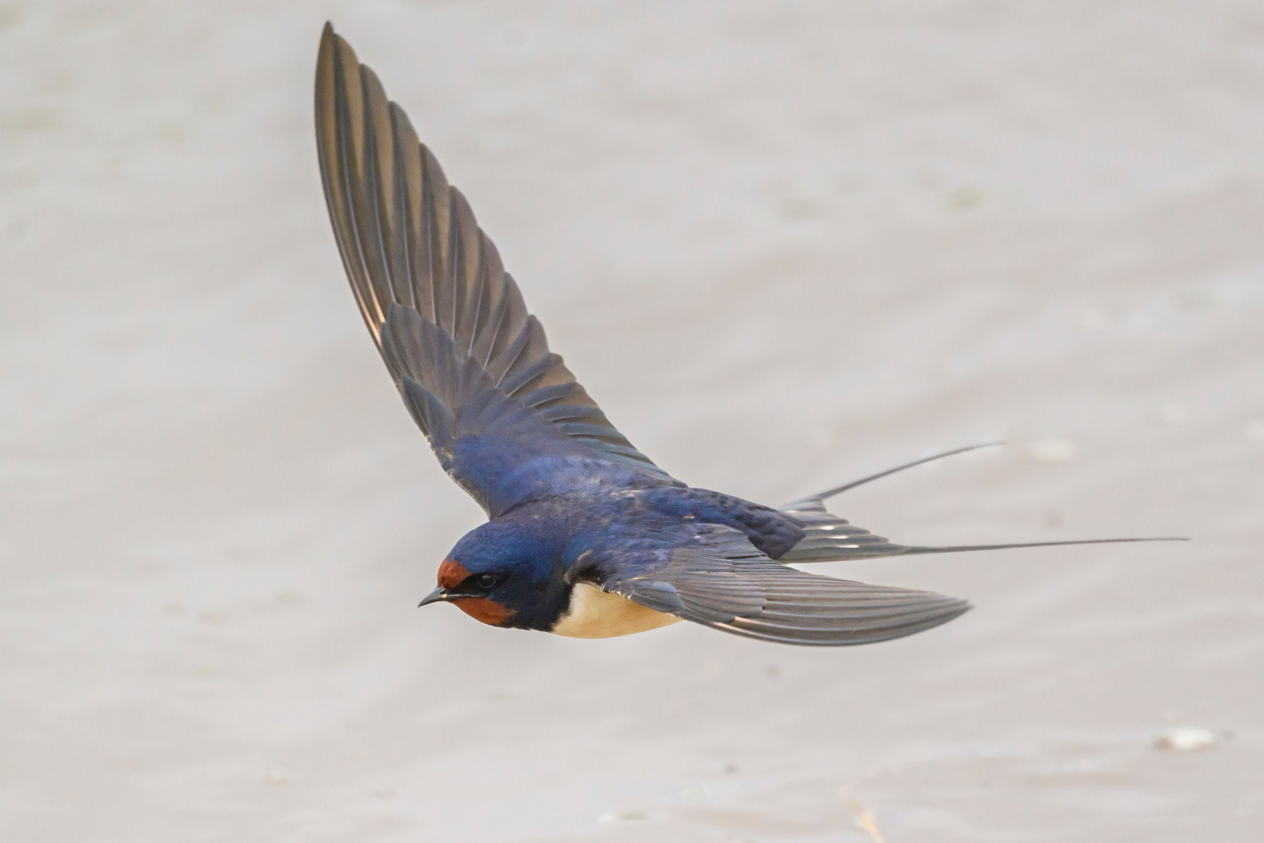 Снегопад. Wildlife photography by Sergey Puponin