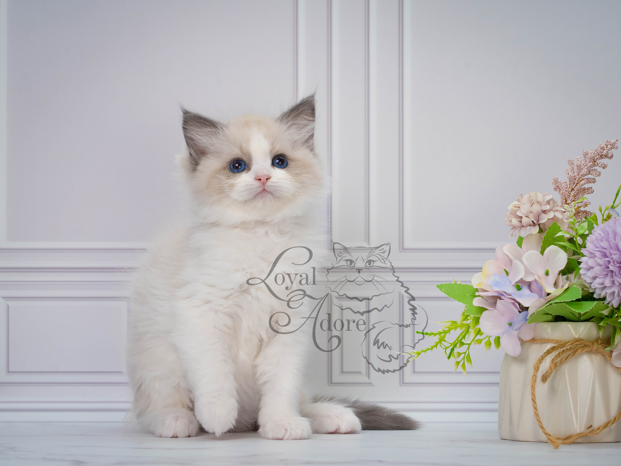 Котята рэгдолл от Loyal Adore. Питомник рэгдолл Loyal Adore
