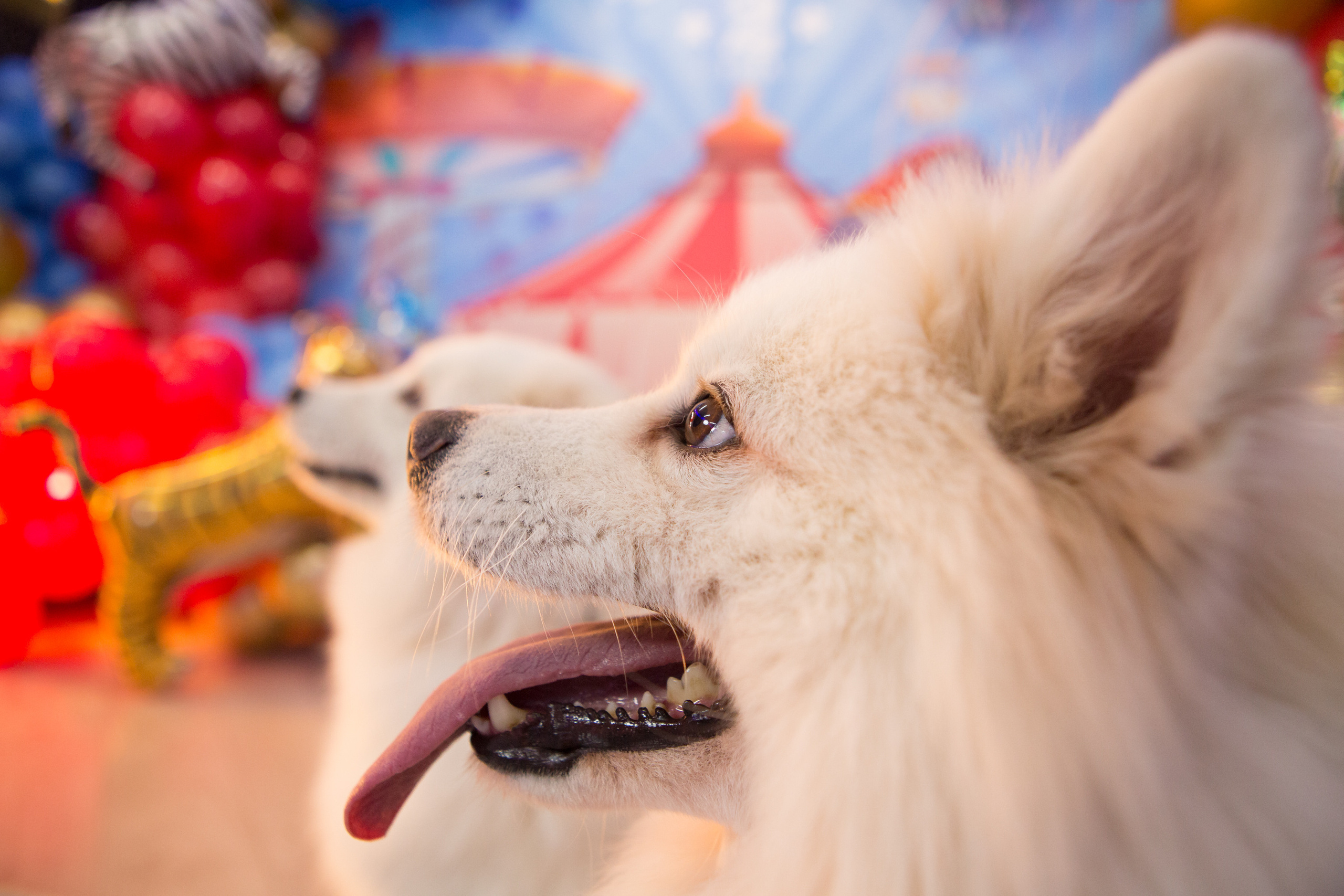 День Рождения Веры. Фотограф в Оренбурге. Профессиональный фотограф