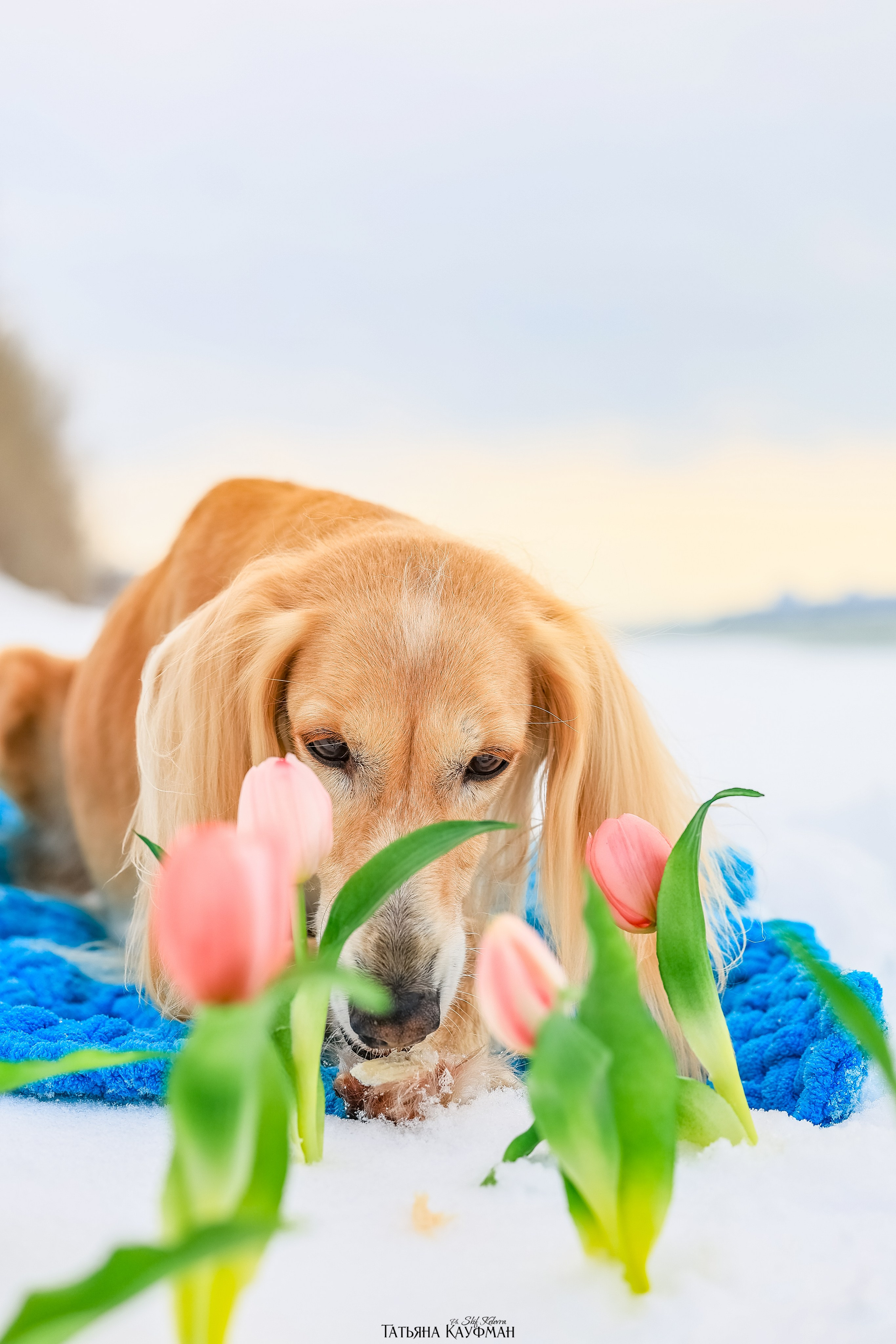 Салюки Флай и Лира. Фотограф Анималист из Новосибирска Татьяна Кауфман