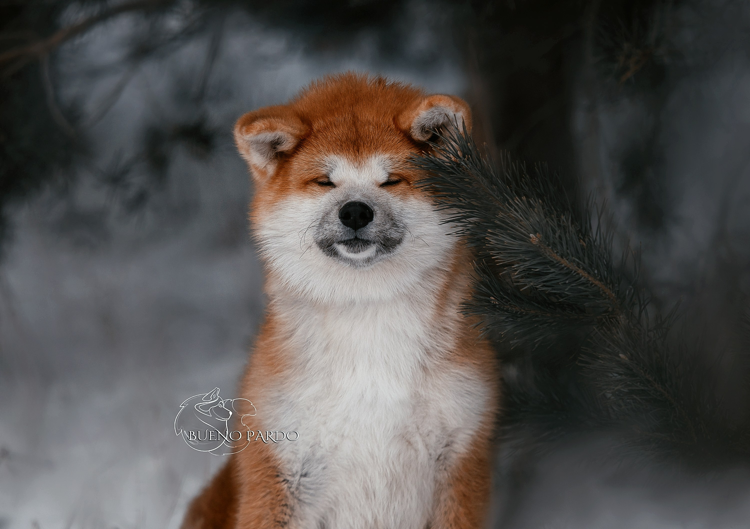 Щенки японской акита ину из питомника. Питомник собак Акита, Хаски, Корги