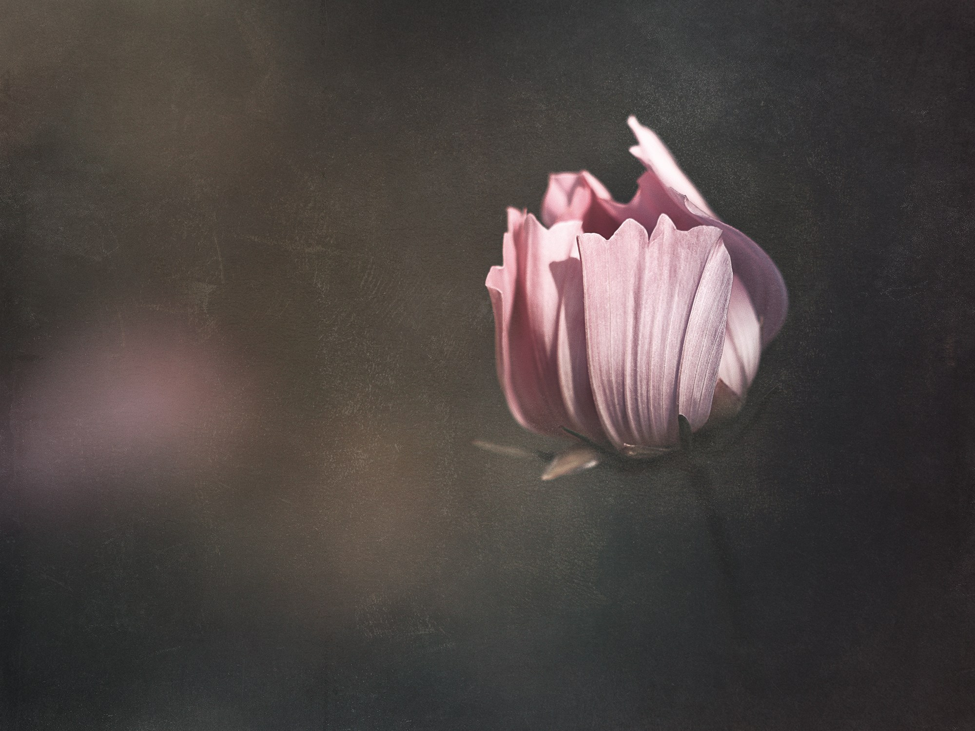 PINK VINTAGE. Eirene G | Photoartist | Flowers from my garden