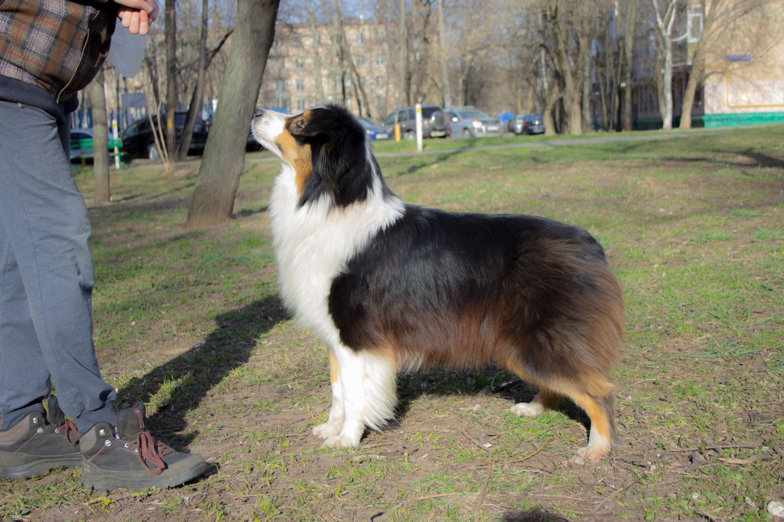 Нами. BLGKV питомник собак
