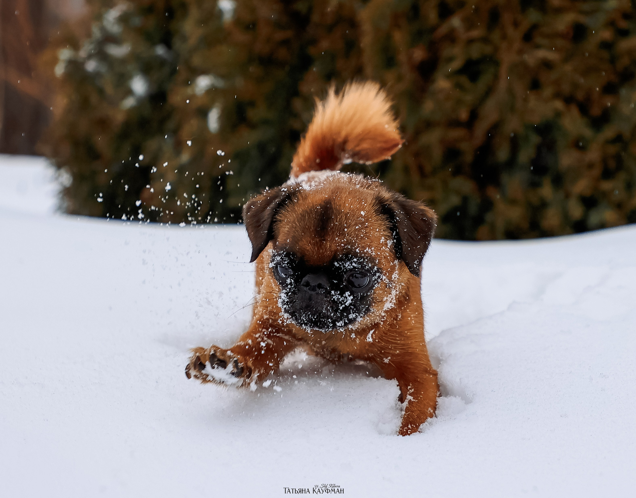Малый брабансон, фотография брабансон, красивая собака, фотограф анималист, фотокурс Анималистика, научиться фотографировать собак, фотограф Новосибирск