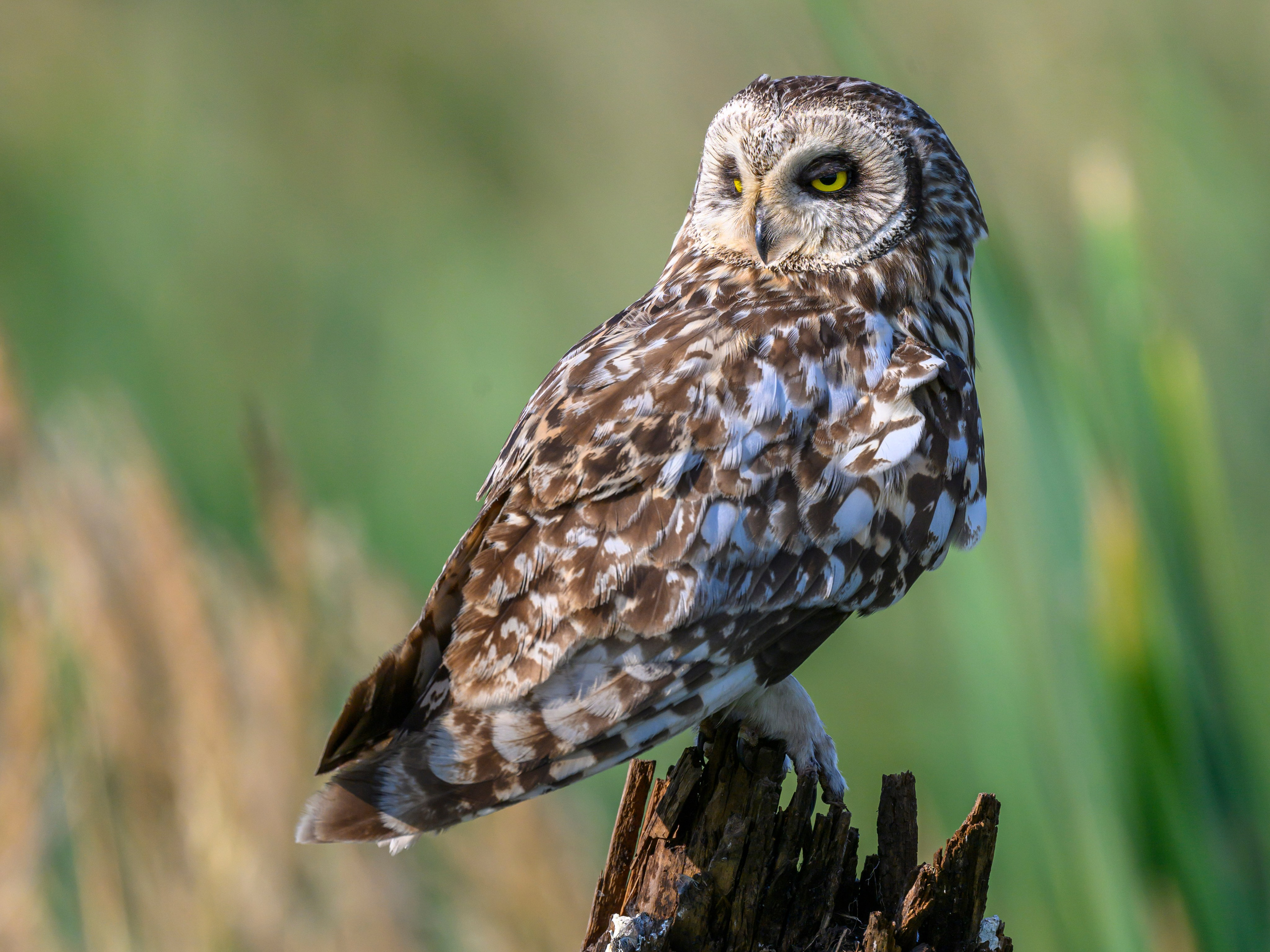 Совы умеют улыбаться. Owl can smile. Wildlife photography by Sergey Puponin