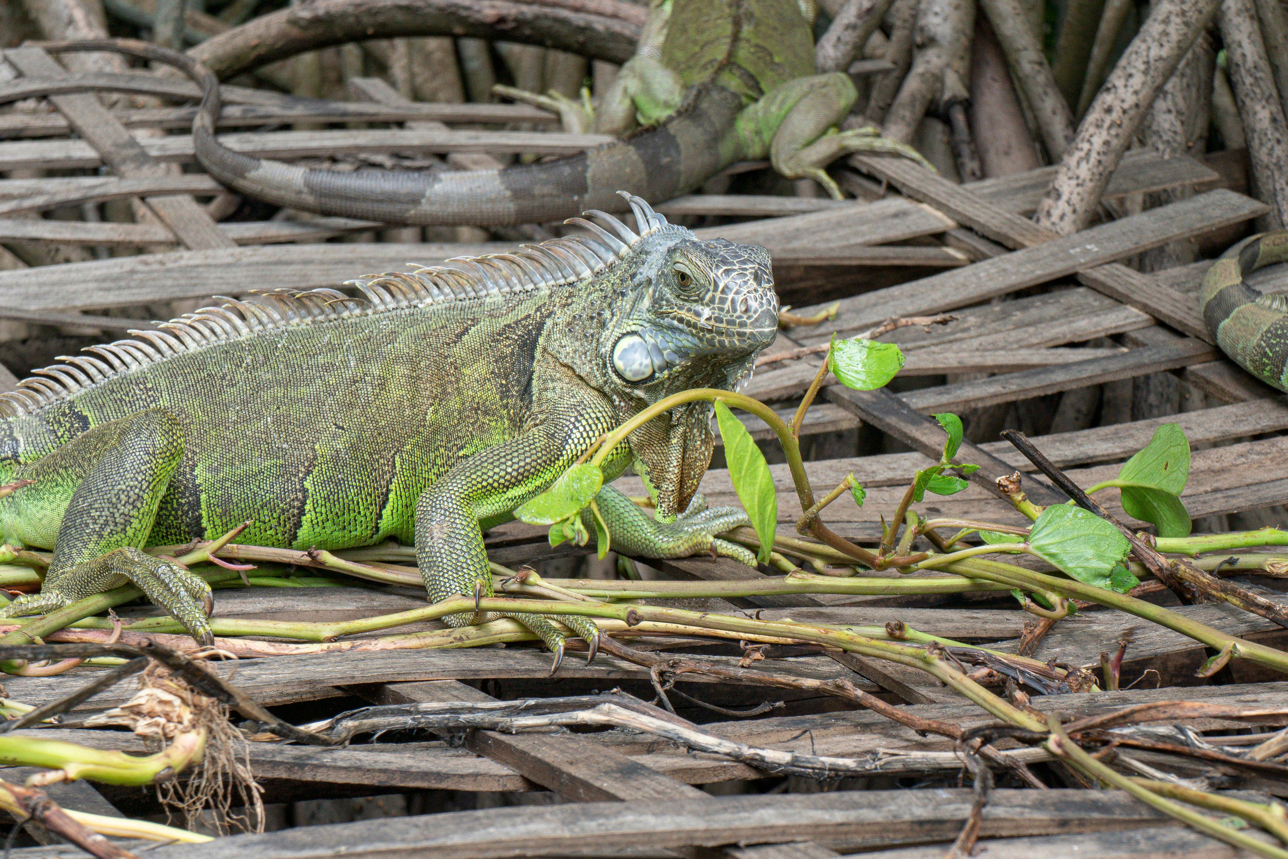Crocos’ Paradise. CDMX Photography | Alex Klenin| Portrait & Event Photographer
