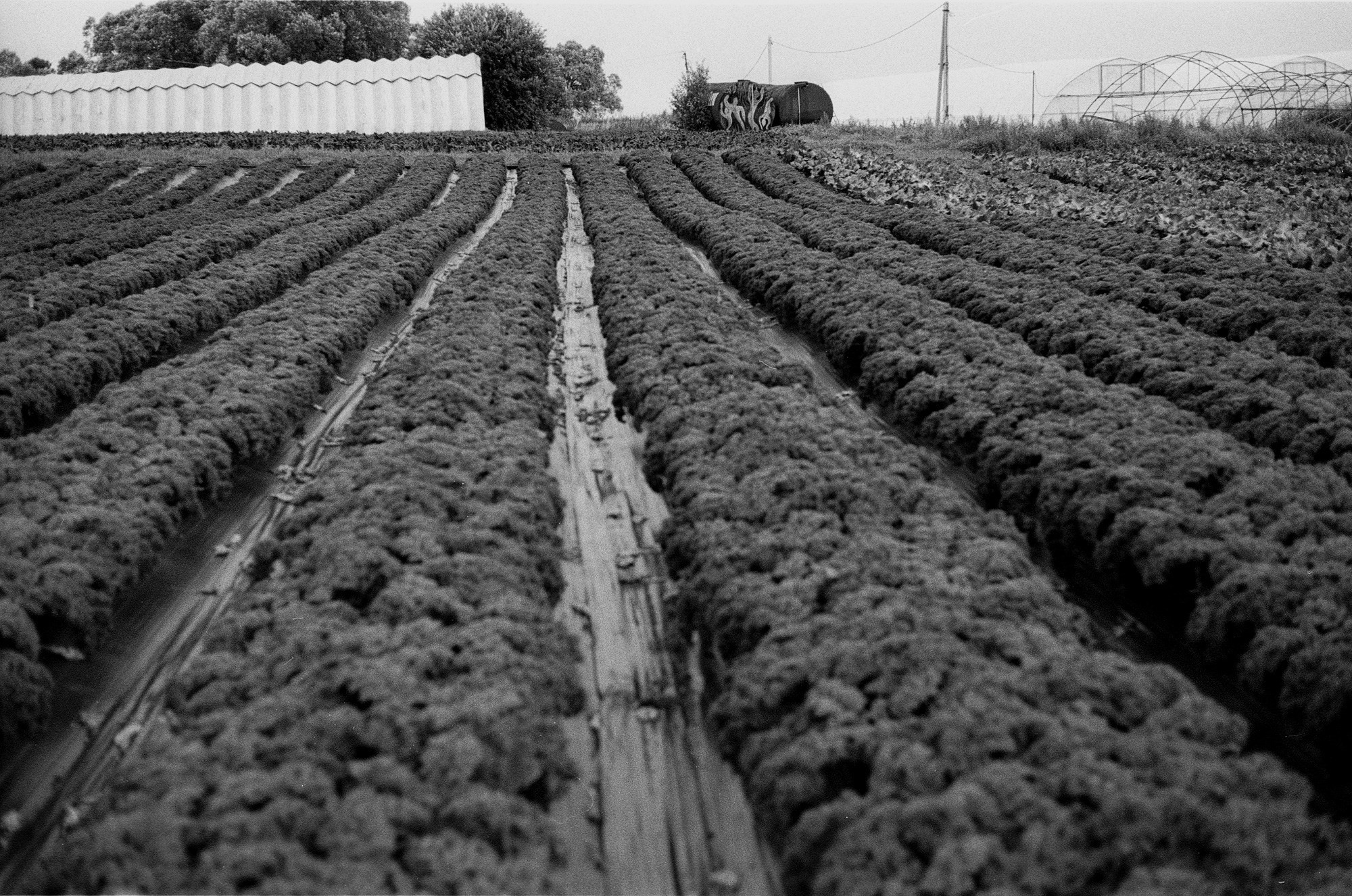 SuperFoodFarm. The history of the farm. Another person Pavel Potseluev. A photographer in 2025