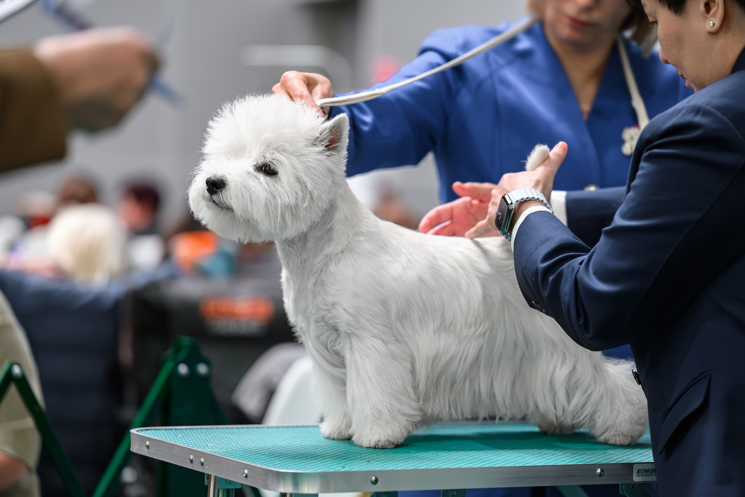 Щенки 14.01.2025. Питомник собак породы вест хайленд вайт терьер в Москве