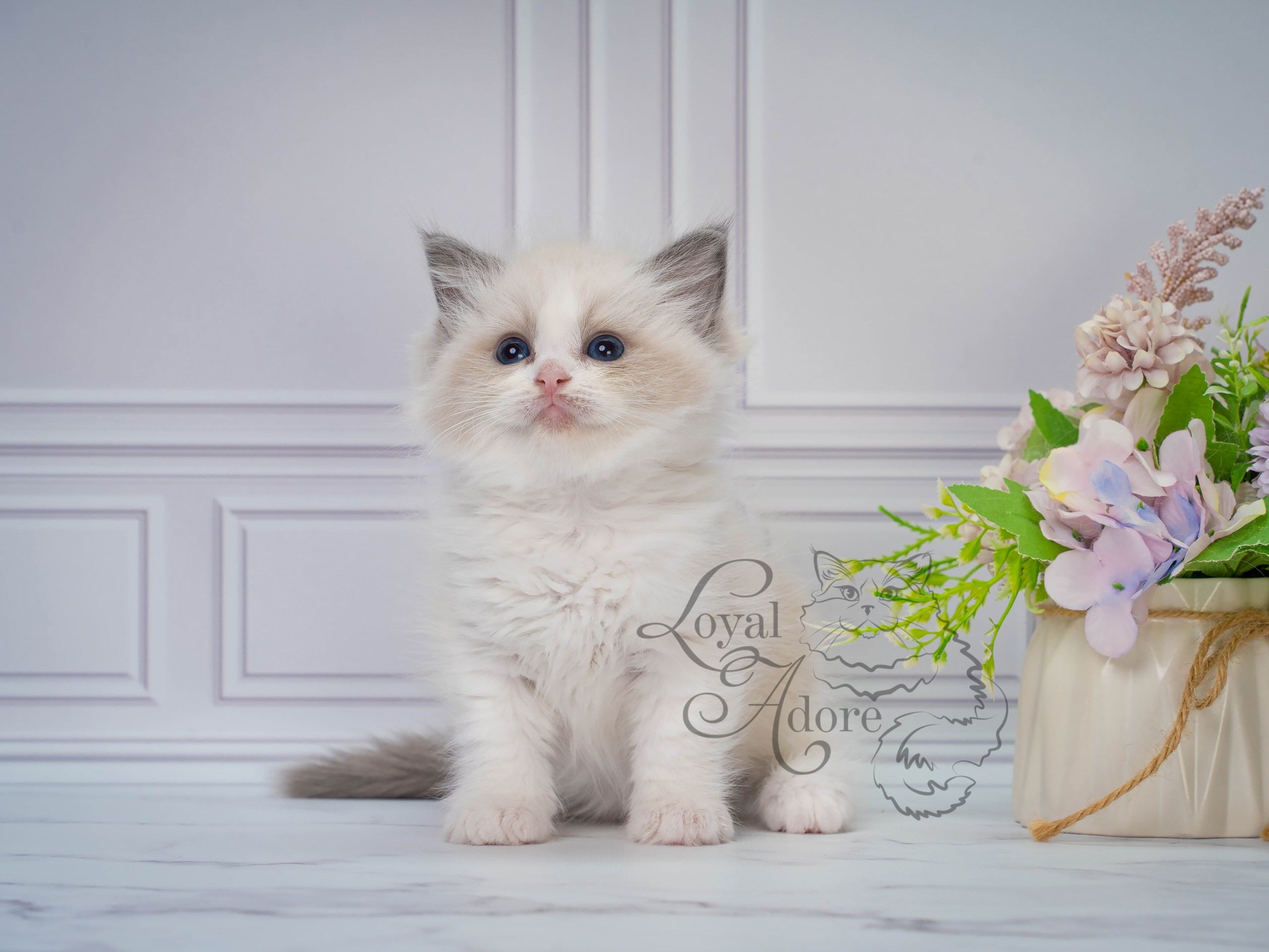 Котята рэгдолл от Loyal Adore. Питомник рэгдолл Loyal Adore