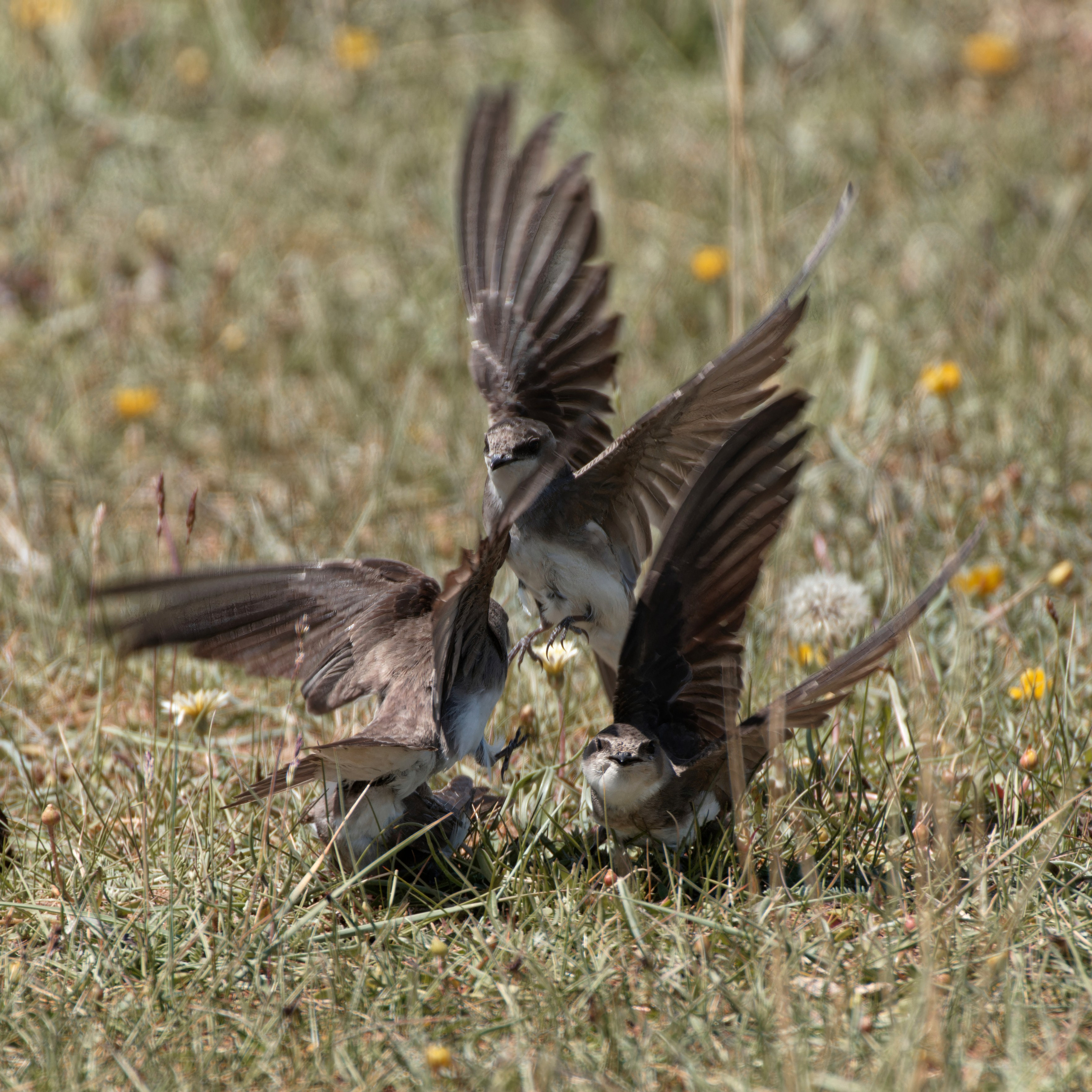Экспедиция в Монголию (котловина больших озер). Семоха Валерий. Фотограф