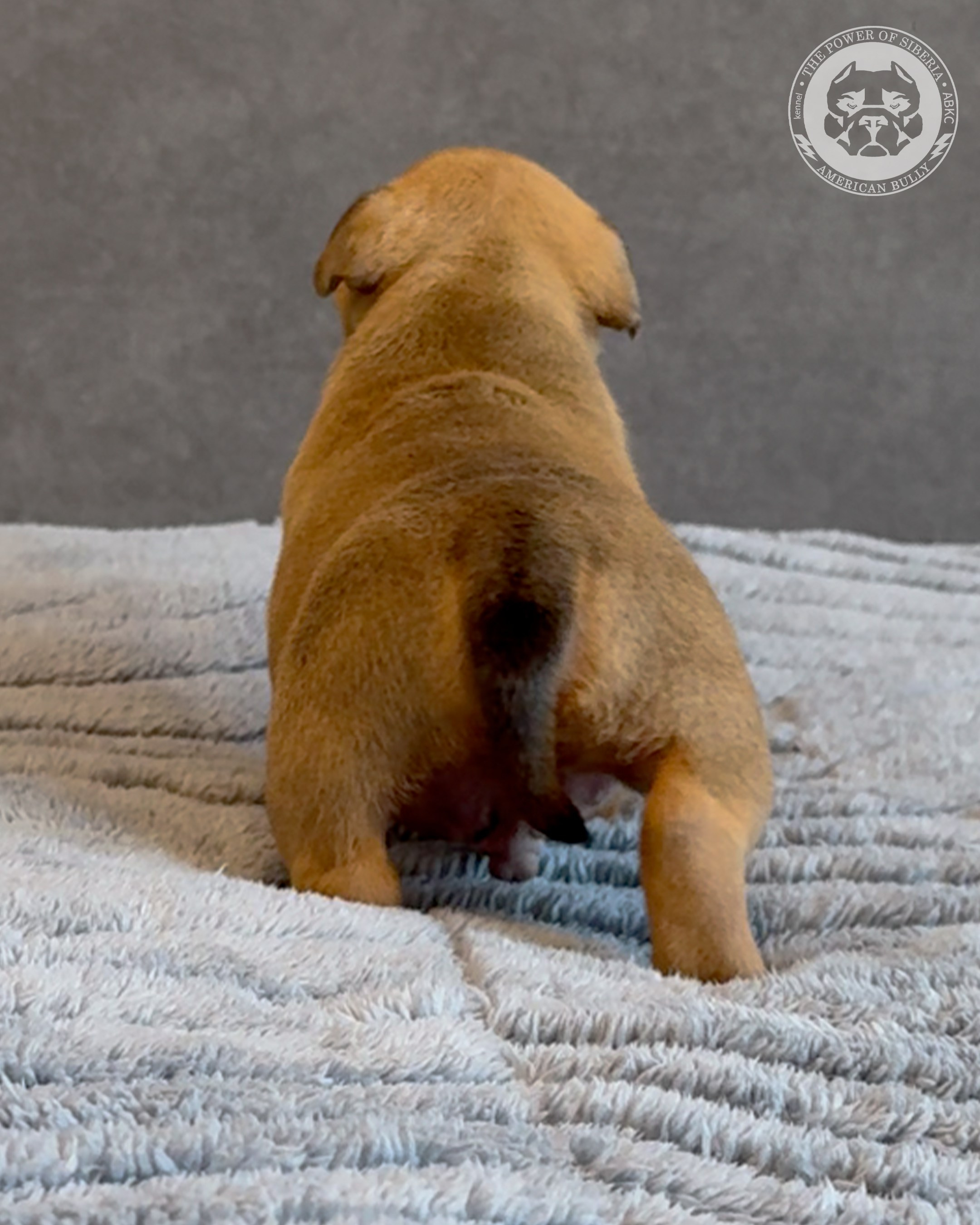 15.03.26-Баффи-Зевс. Американский Булли в г. Ростов-на-Дону. Питомник THE POWER OF SIBERIA