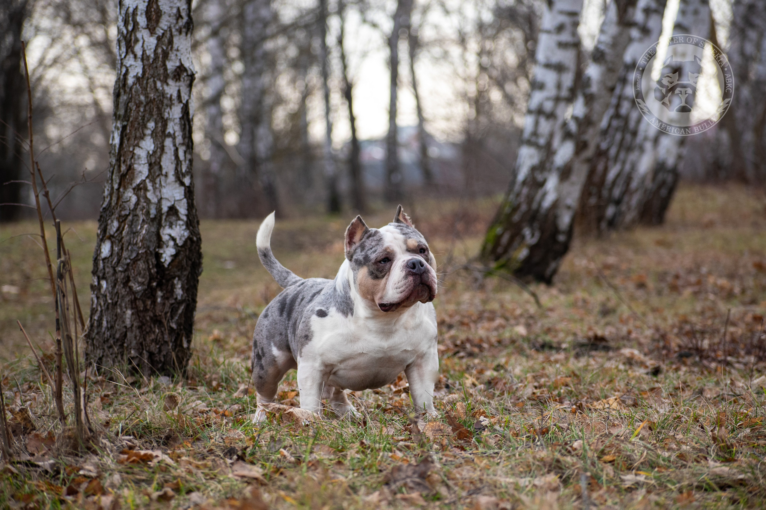 официальный питомник American Bully в Архангельске