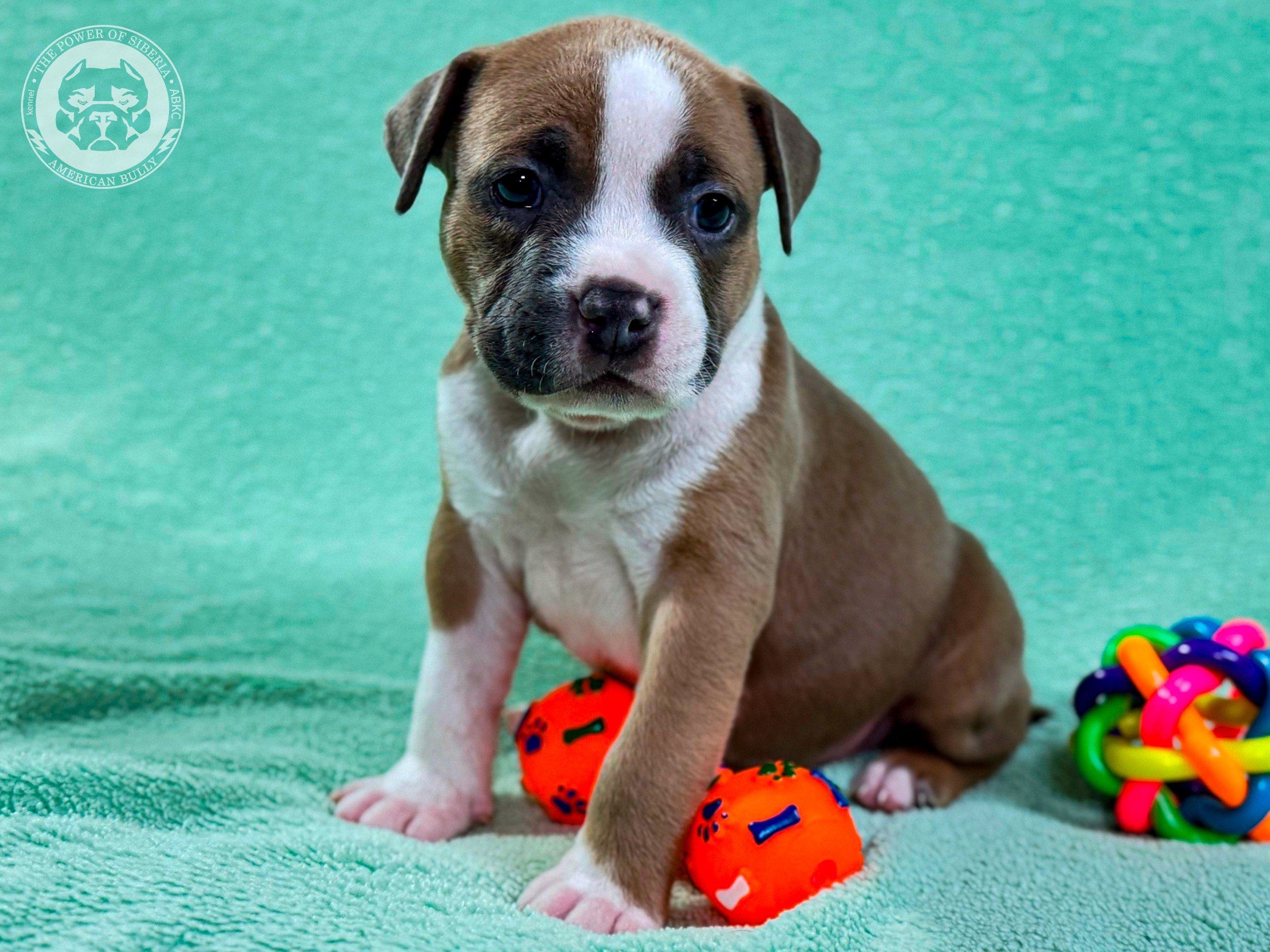 Помет Турук и Мия 13.12.25. Американский Булли в г. Ростов-на-Дону. Питомник THE POWER OF SIBERIA
