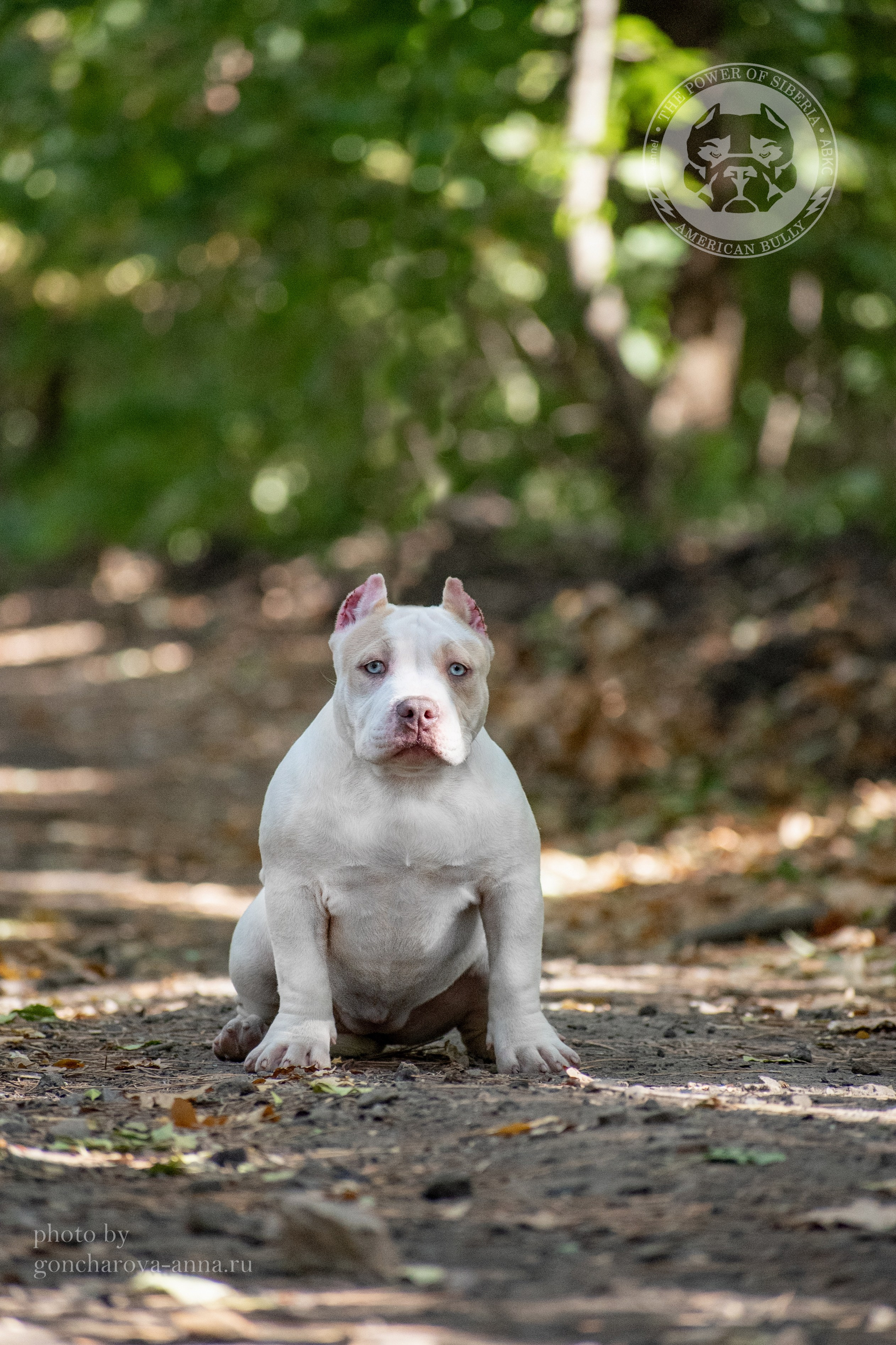 официальный питомник American Bully в ЛНР