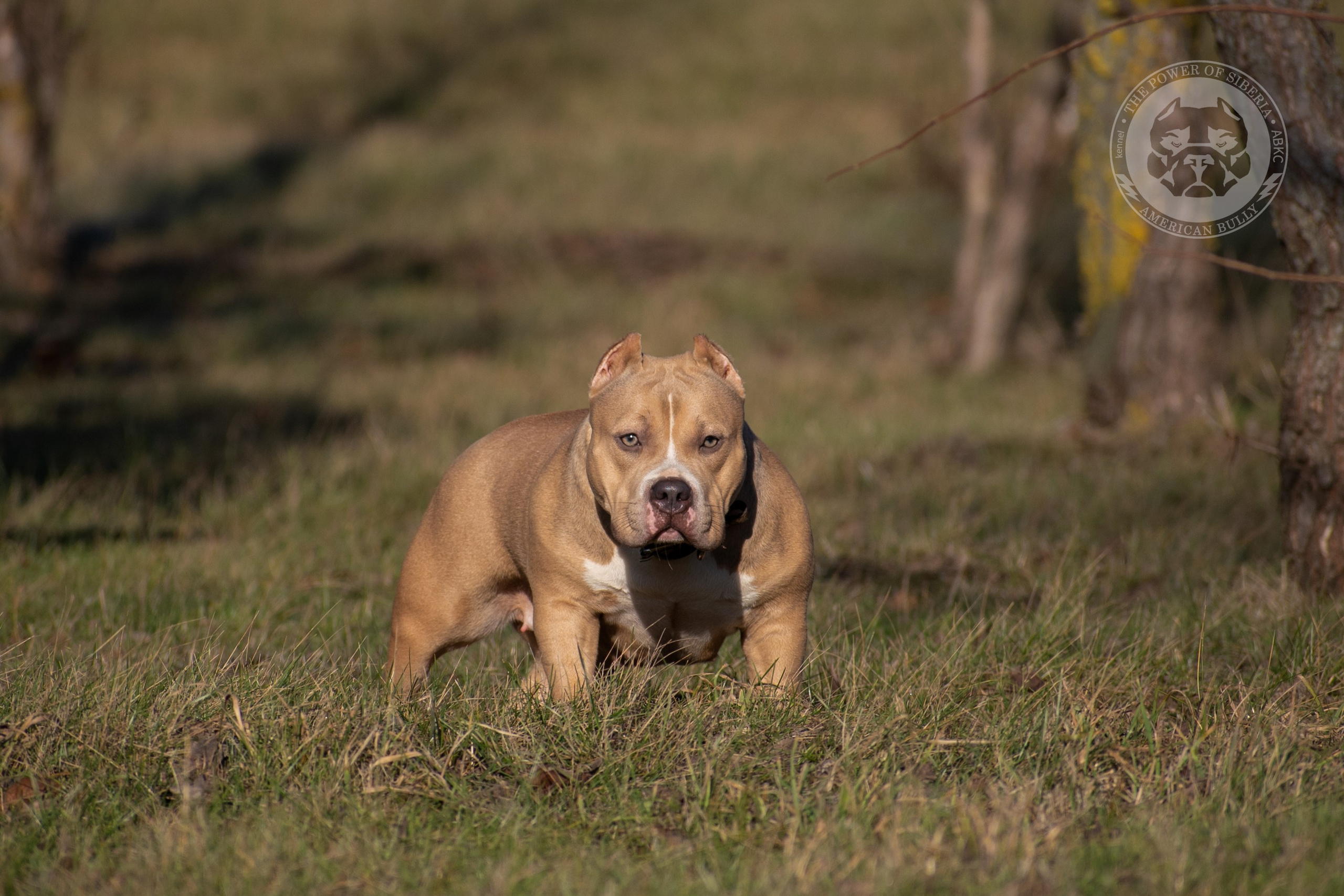 Терри - Булли стандарт, посмотрите какая серьезная