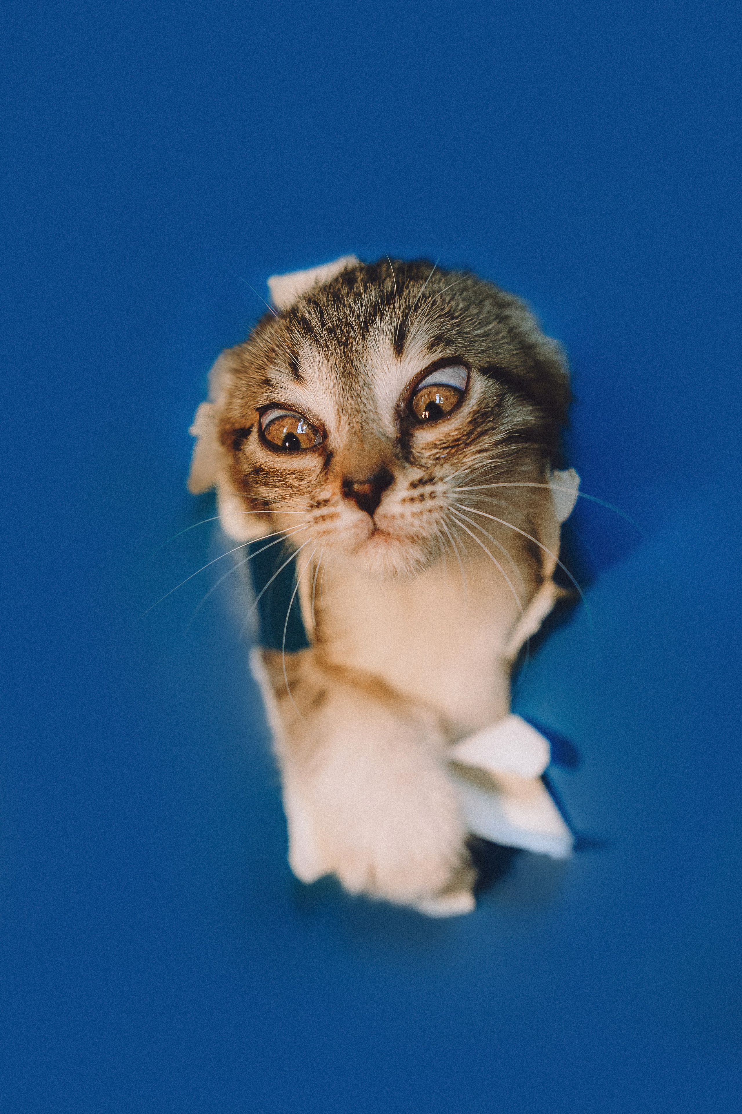 Более 30 идей для фотосессии с котенком