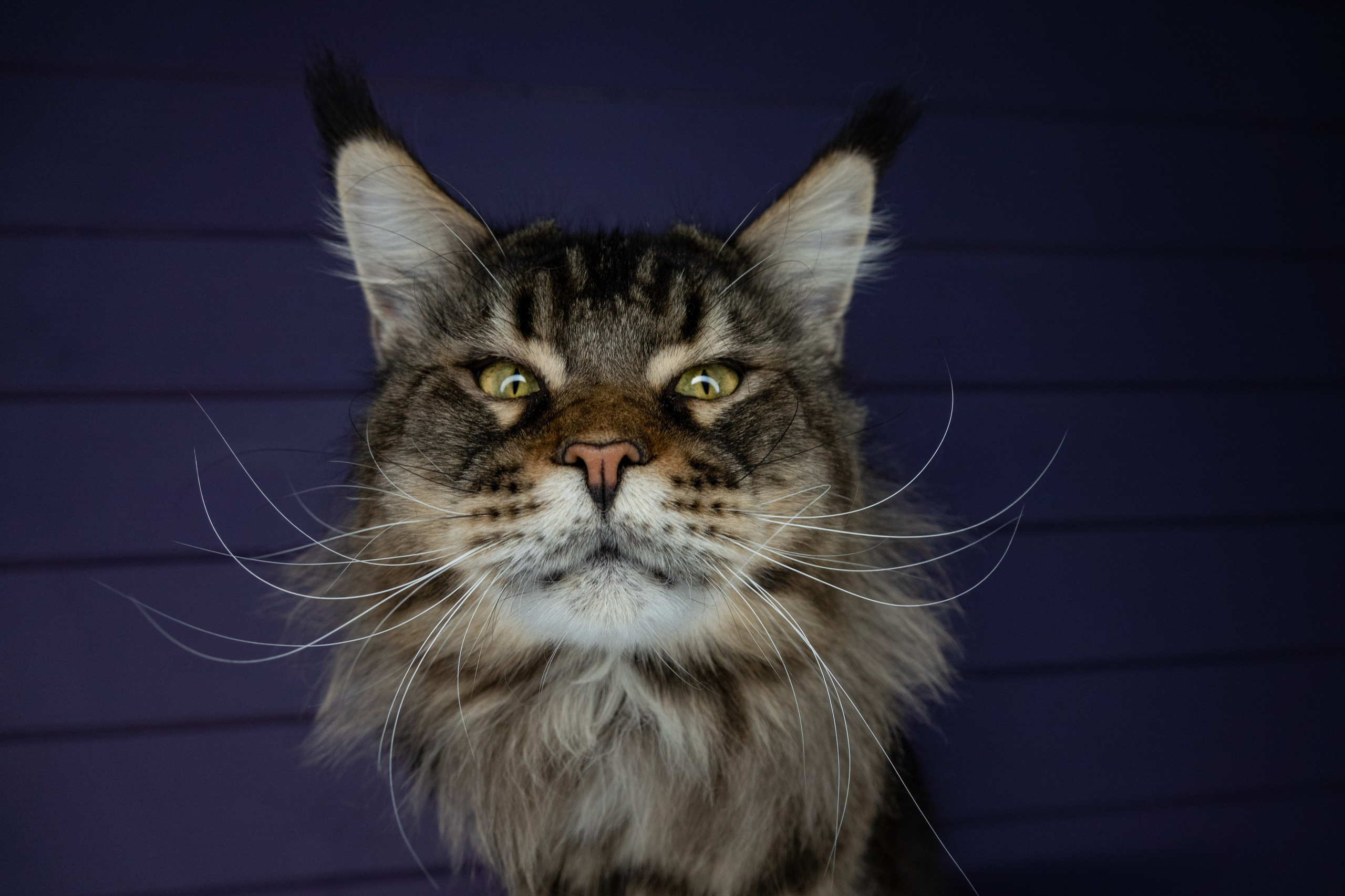 Истории. Фотограф-анималист в Москве Юлия Лайхо