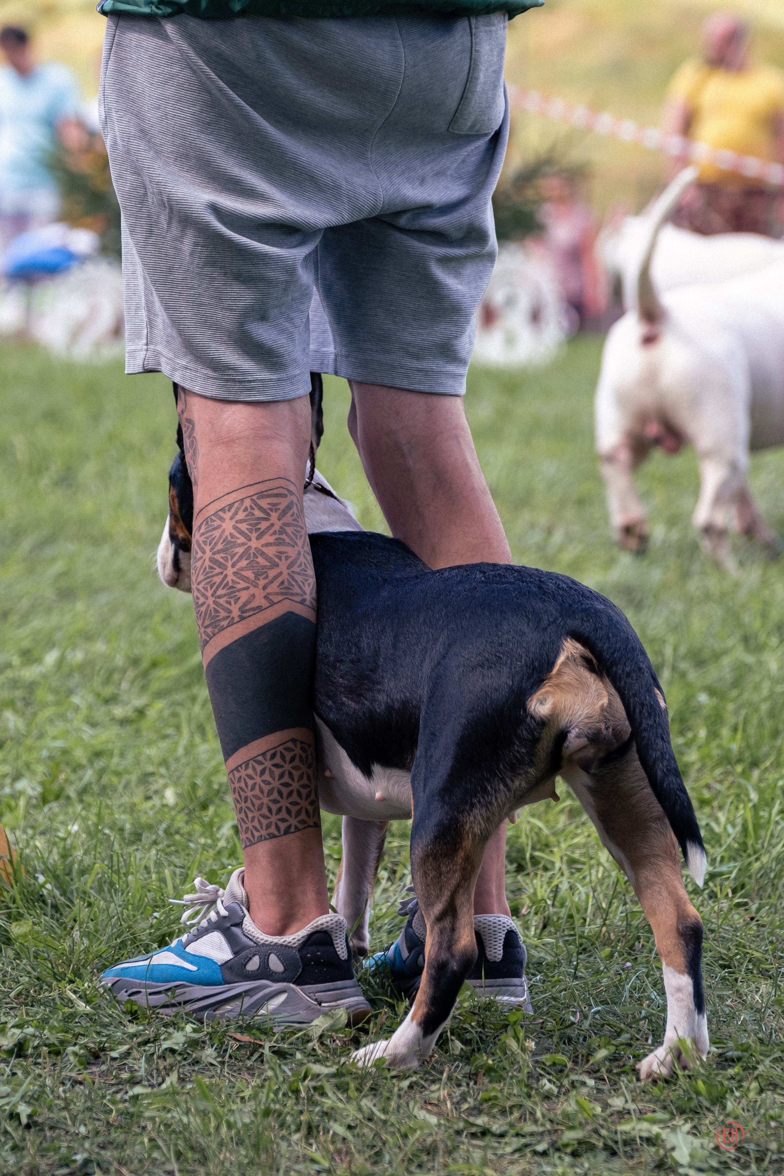 Липецк. Выставка собак. Питомник китайских хохлатых собак Poale Ell: купить щенка