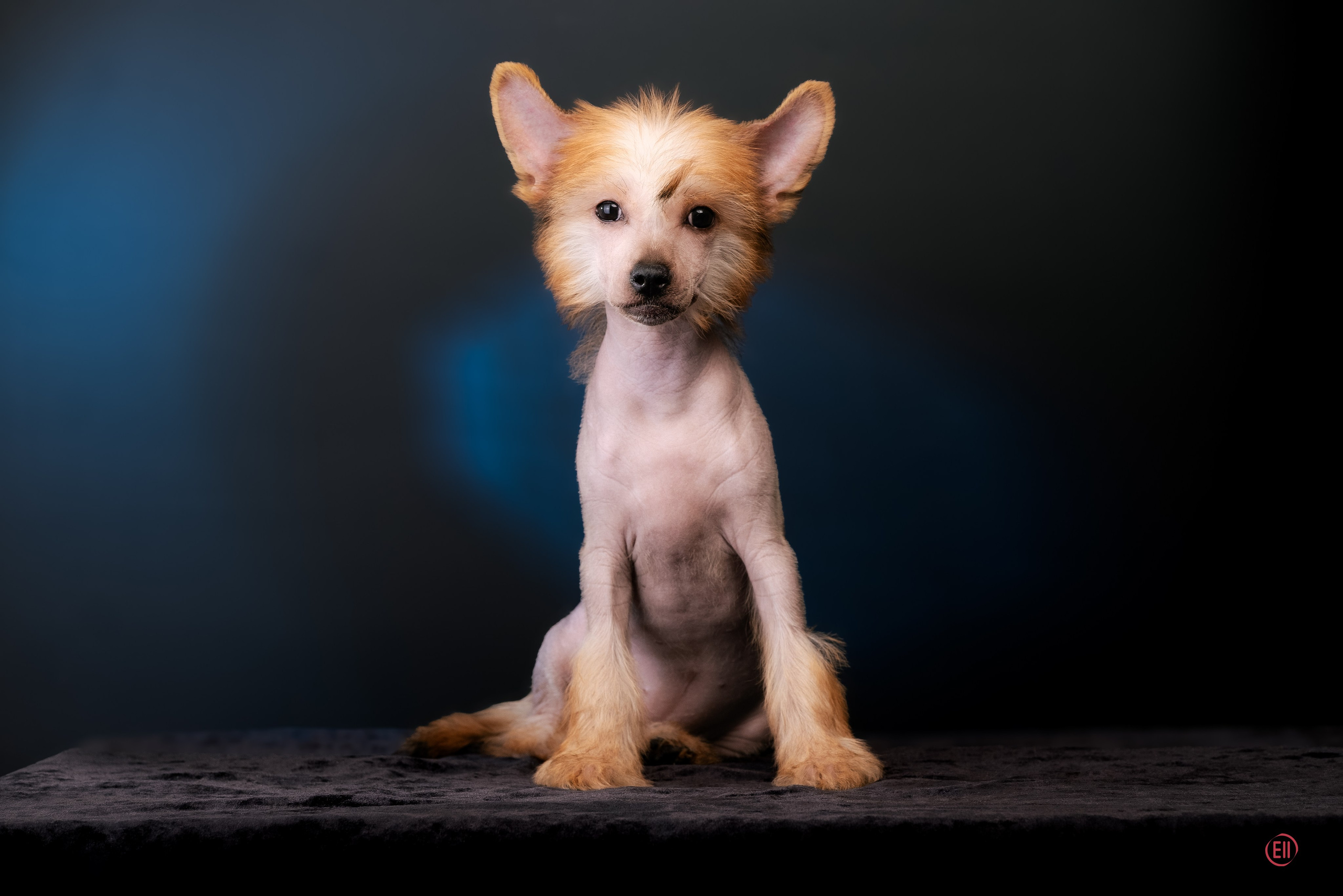 Poale Ell Gloria. Chinese Crested Dog Kennel Poale Ell