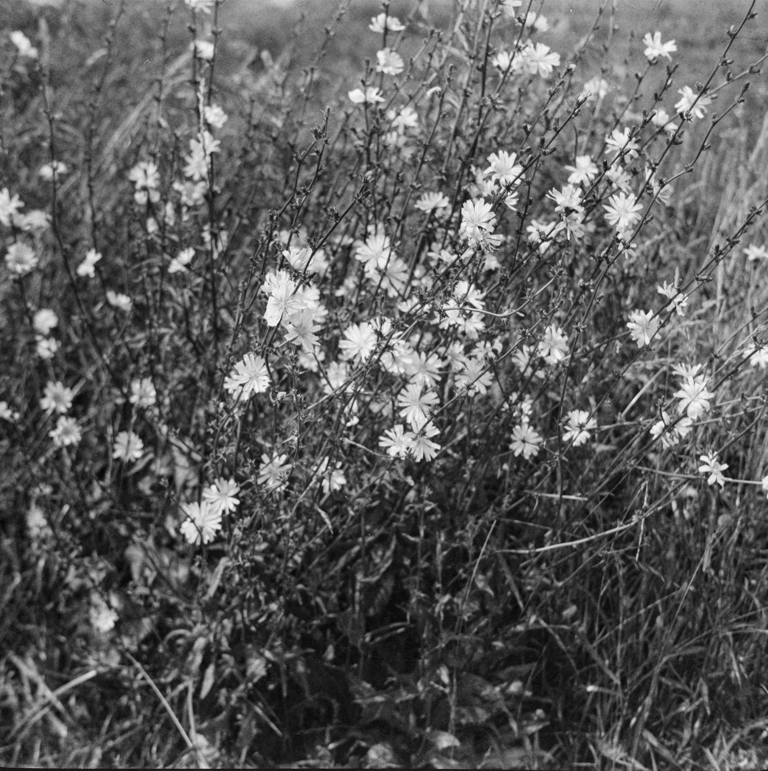 Welta Weltax — Carl Zeiss Jena Tessar T 75 mmf3.5