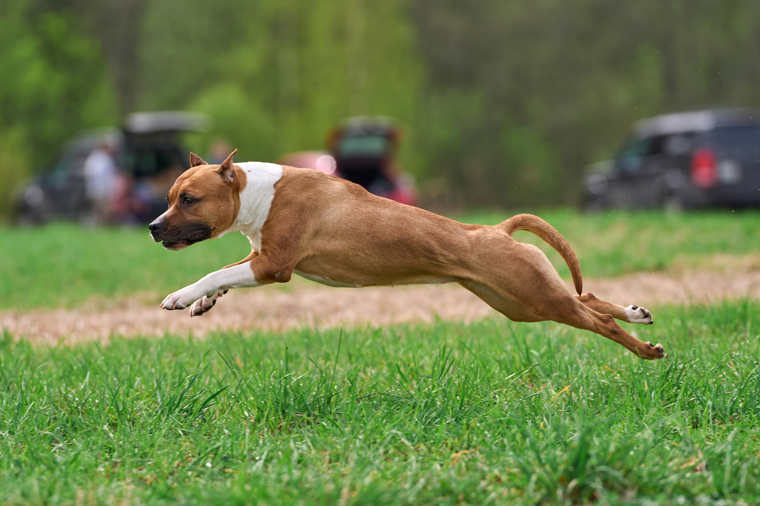Тренировка по курсингу «на Ярославке». Фотограф-анималист Михаил Манухин