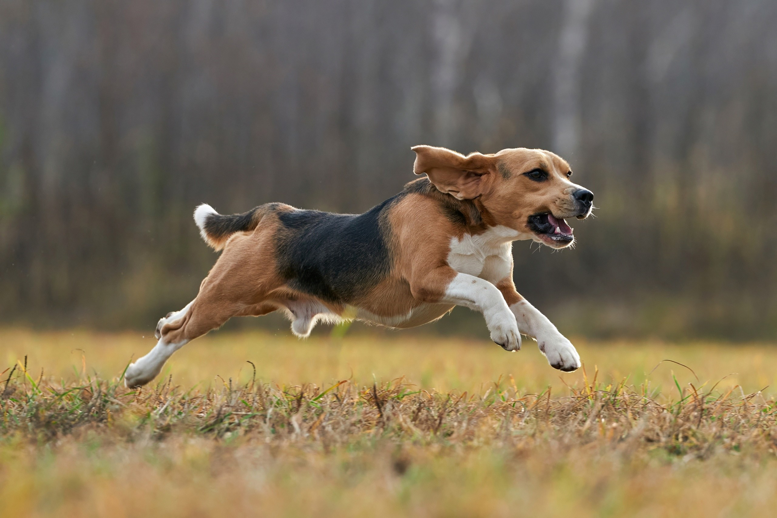 Состязания свор «Тройки». Фотограф-анималист Михаил Манухин