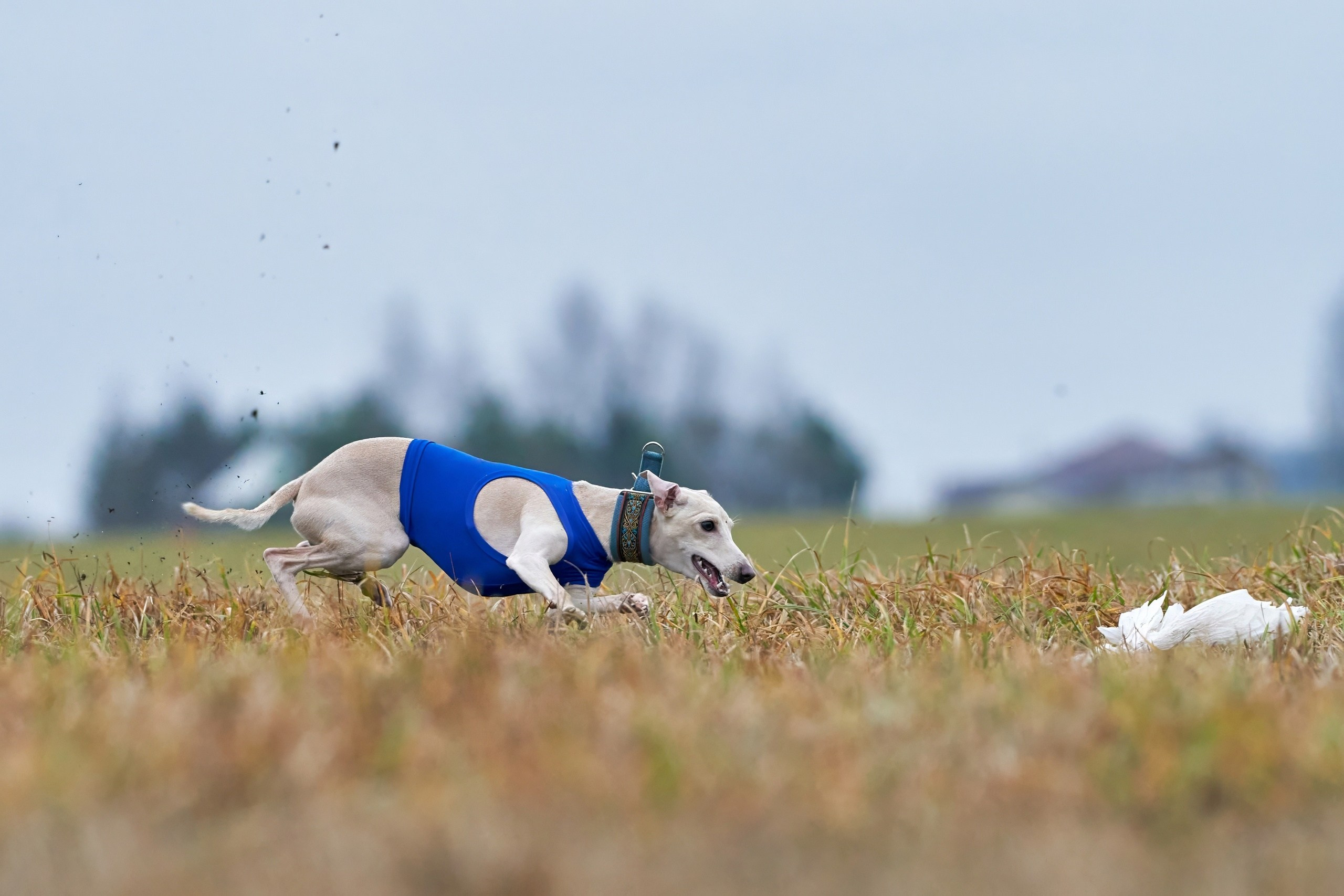 Состязания свор «Тройки». Фотограф-анималист Михаил Манухин