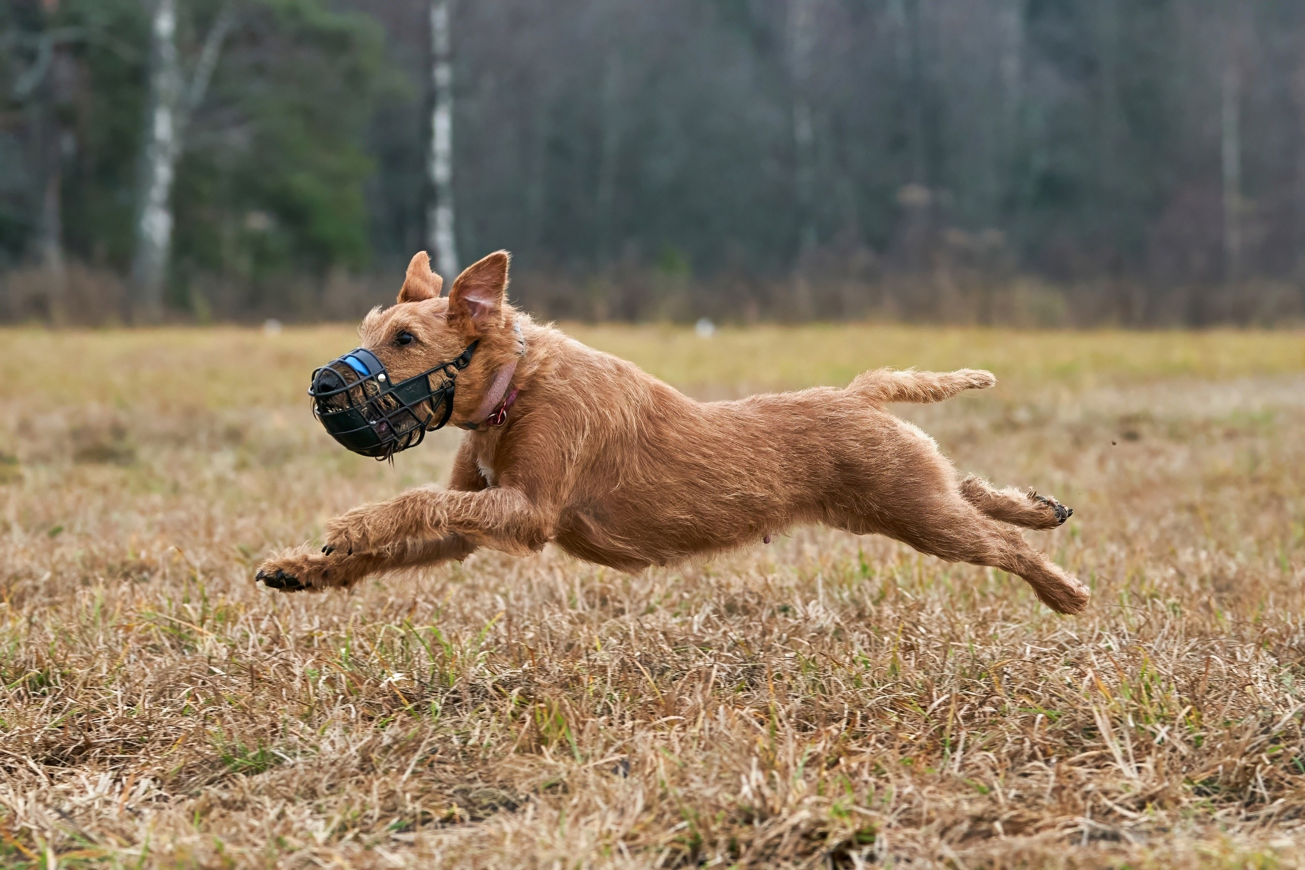 Состязания свор «Тройки». Фотограф-анималист Михаил Манухин