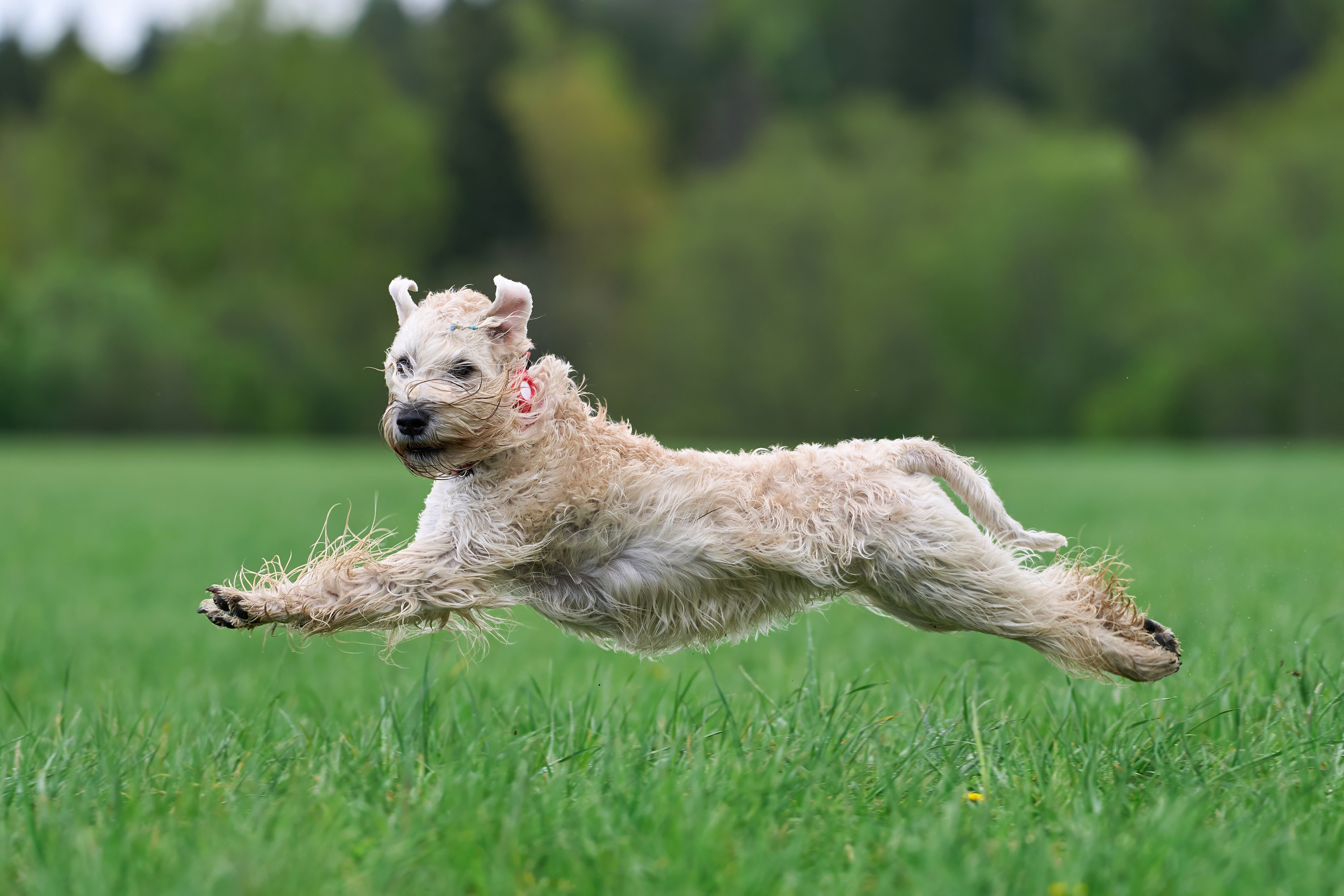 Тренировка по курсингу «на Ярославке». Фотограф-анималист Михаил Манухин