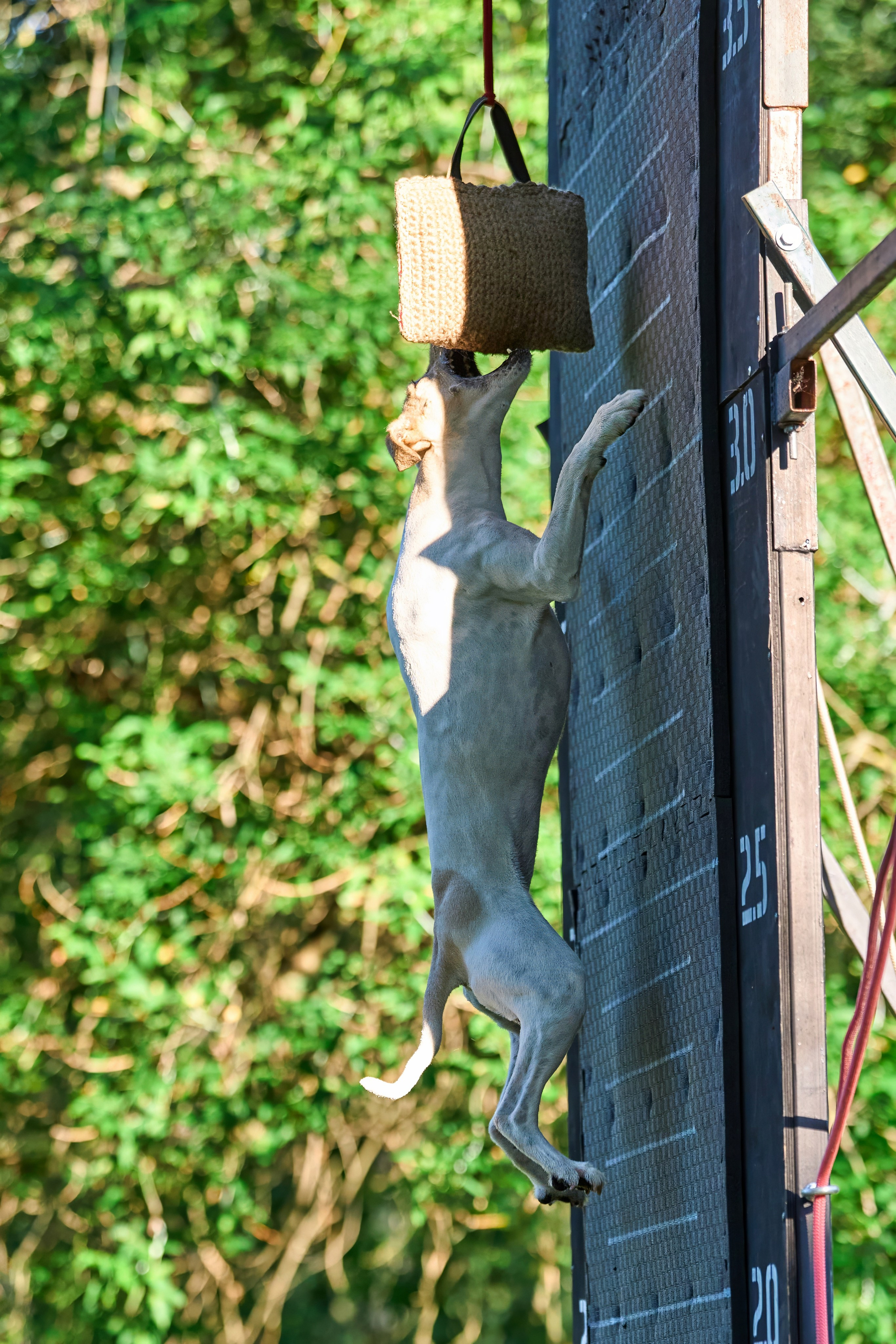 Jump'n'Gym JUMP! — 2024. Фотограф-анималист Михаил Манухин