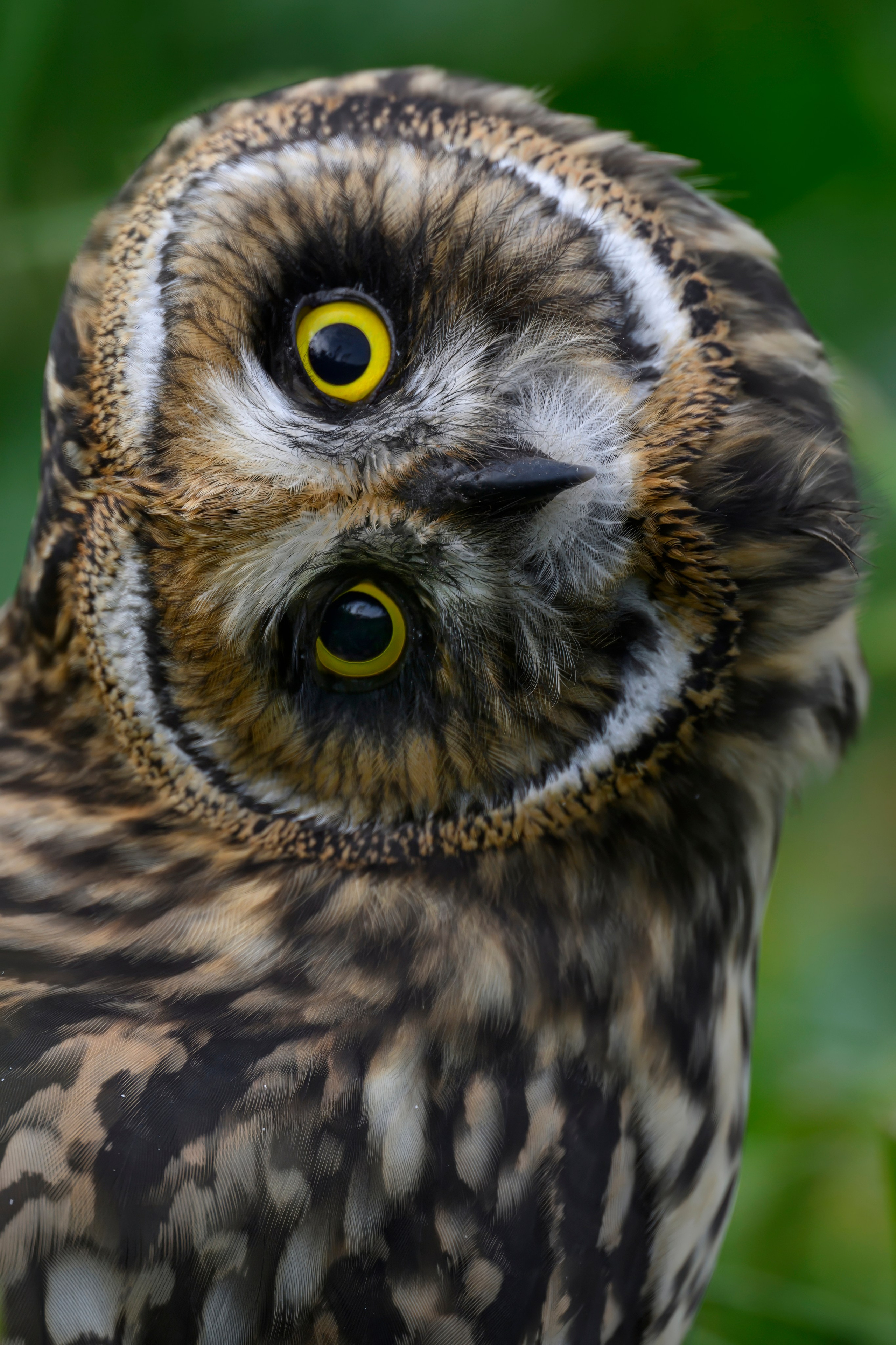 Совята и тест фотоштатива на дверь авто. Owlets and Test of DIY Window Mount. Wildlife photography by Sergey Puponin