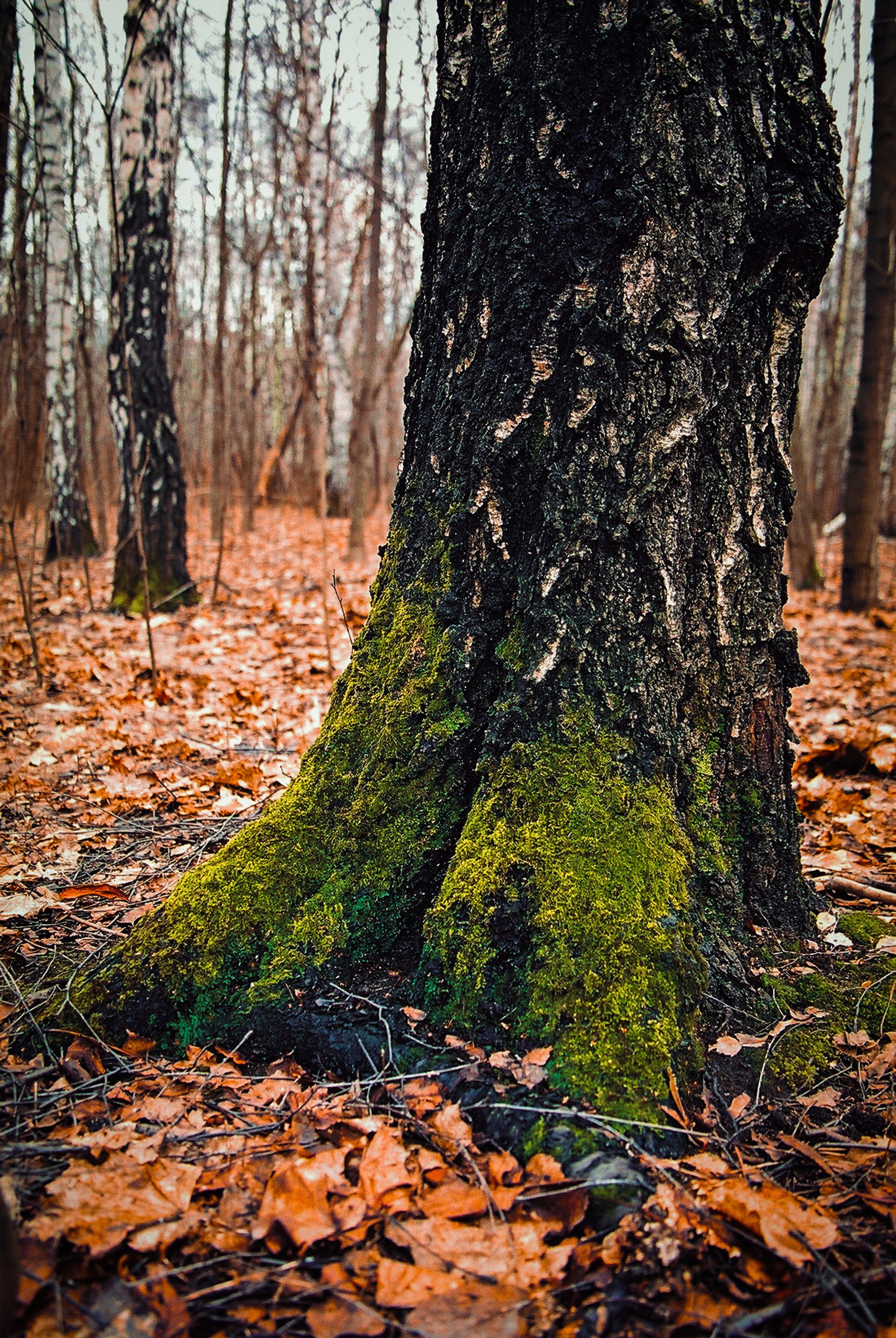 Снимки из прошлого. Фотограф в Москве, Георгий Бучукури