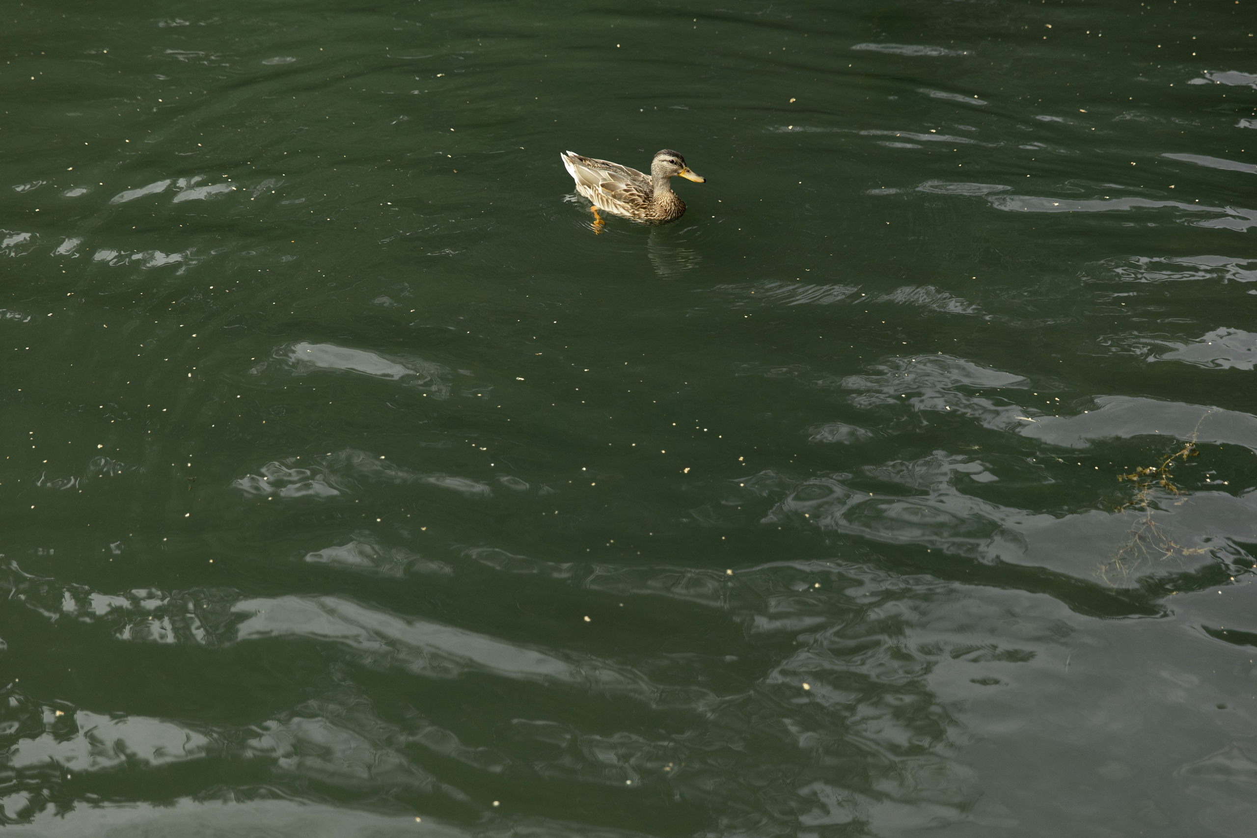 S&A. Фотограф в Новосибирске и Москве