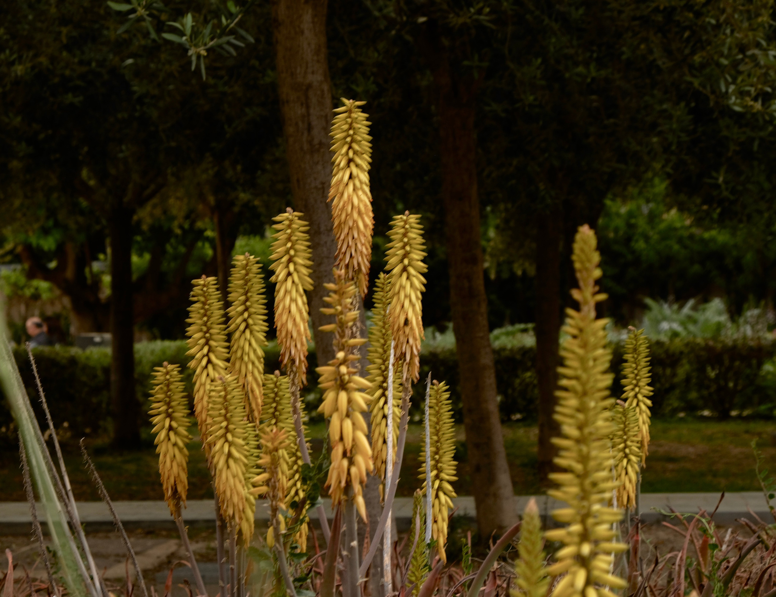 Парки Валенсии. Гид и фотограф в Валенсии Новиков Михаил
