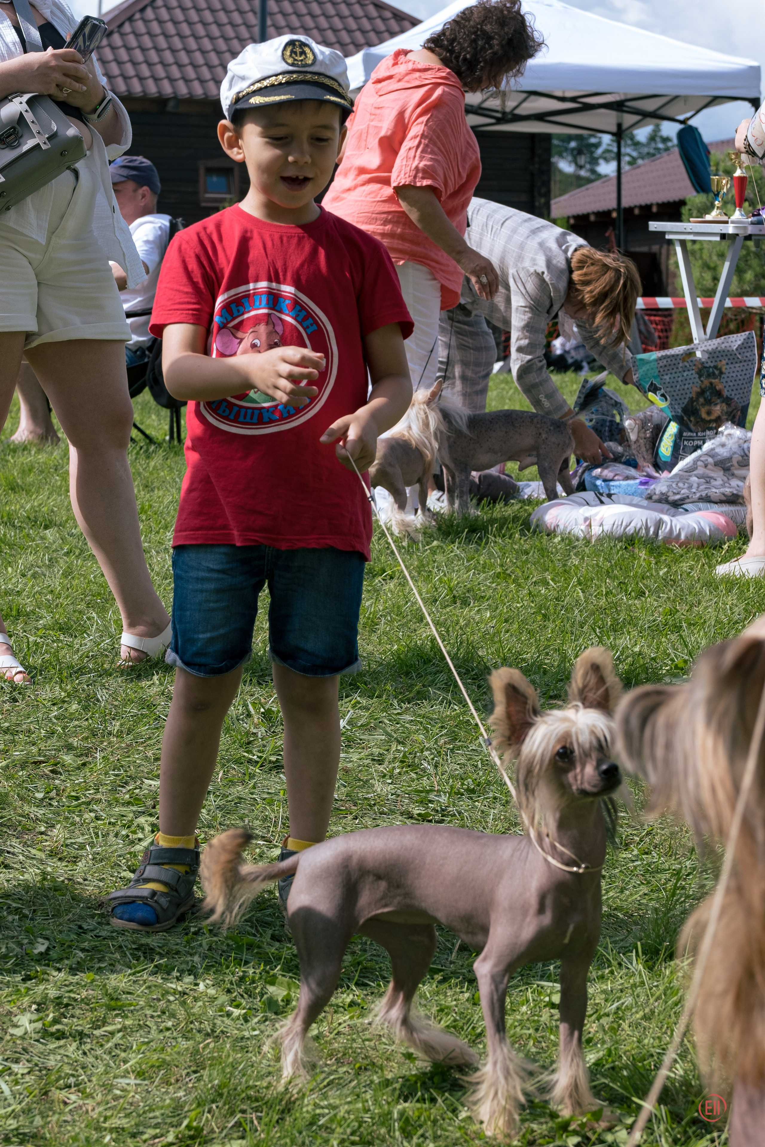 Липецк. Выставка собак. Питомник китайских хохлатых собак Poale Ell: купить щенка